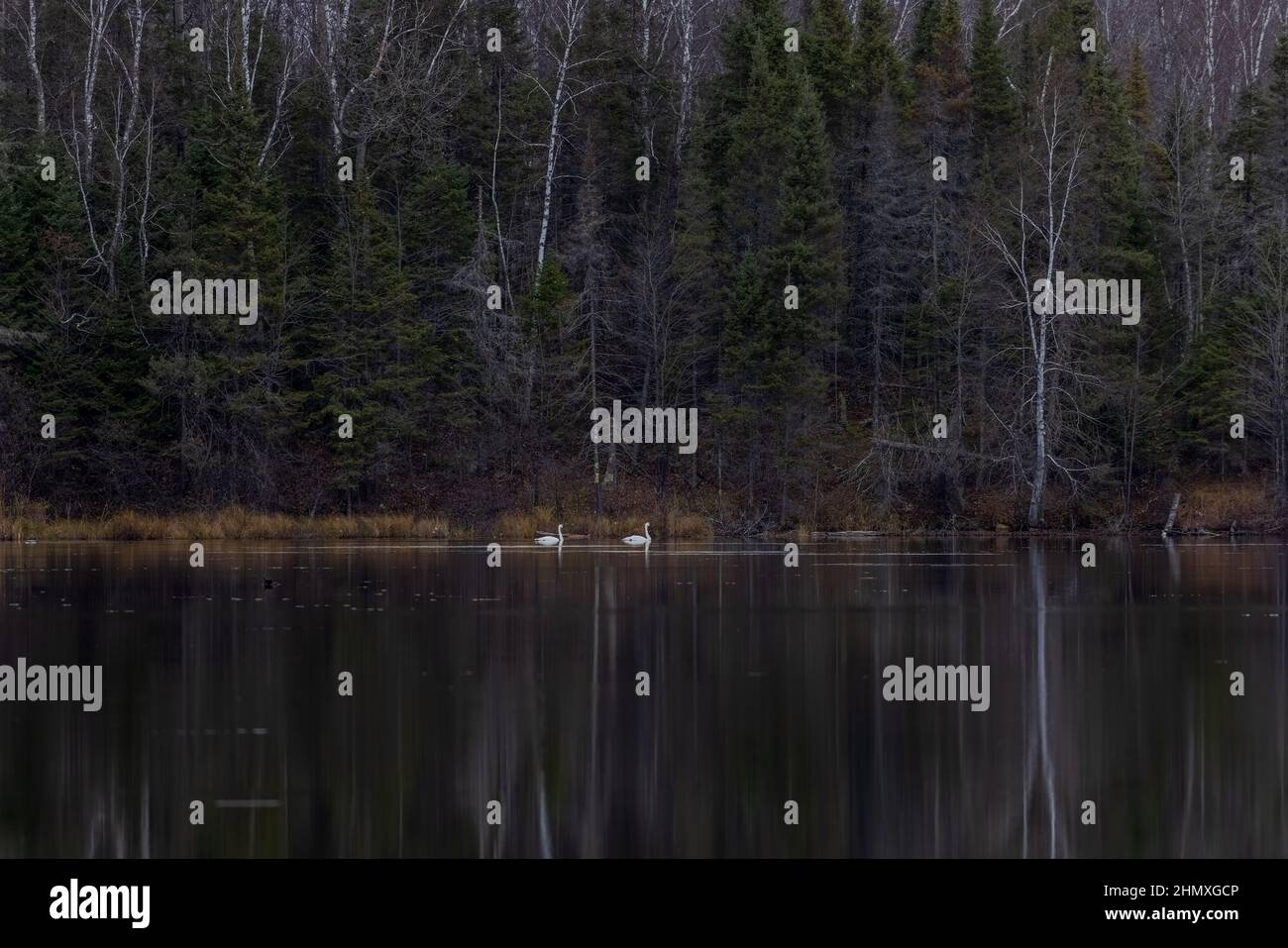 Trompeter schwäne am Day Lake im Norden von Wisconsin. Stockfoto