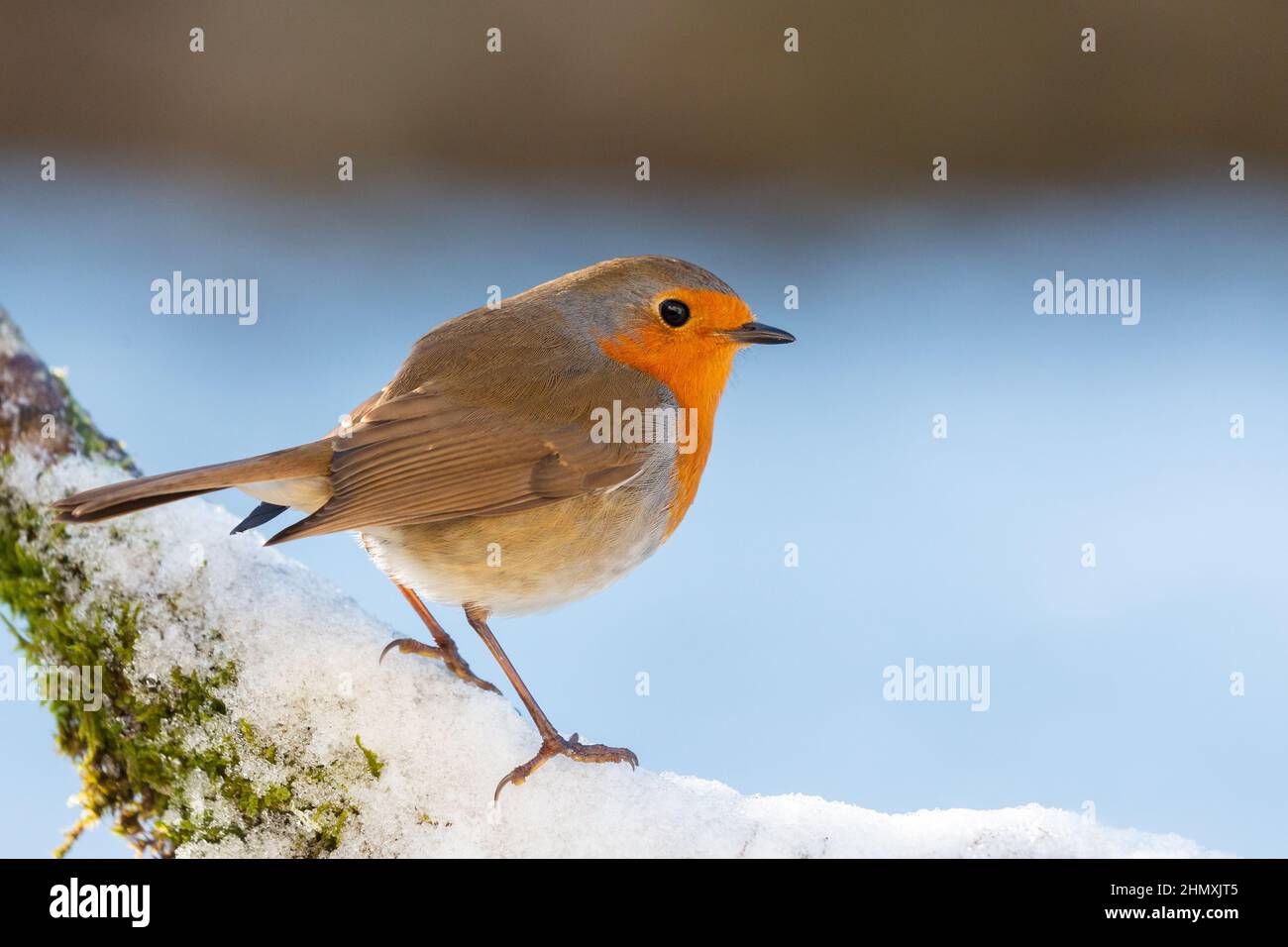 Robin [ Erithacus rubecula ] auf schneebedecktem Ast mit unfokussiertem Hintergrund Stockfoto