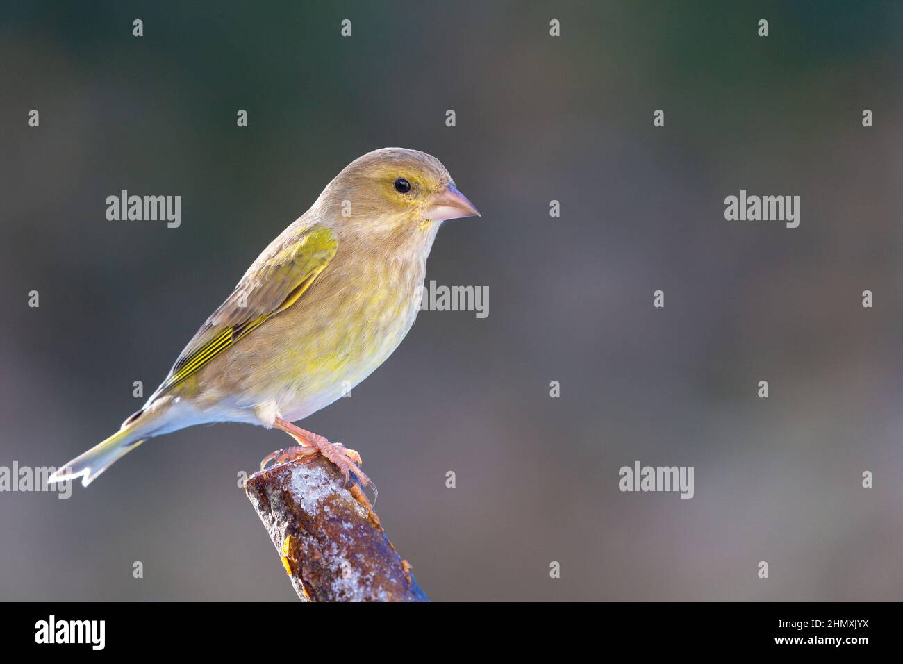 Greenfinch [ Chloris chloris ] auf Stick mit verlossenem Hintergrund Stockfoto