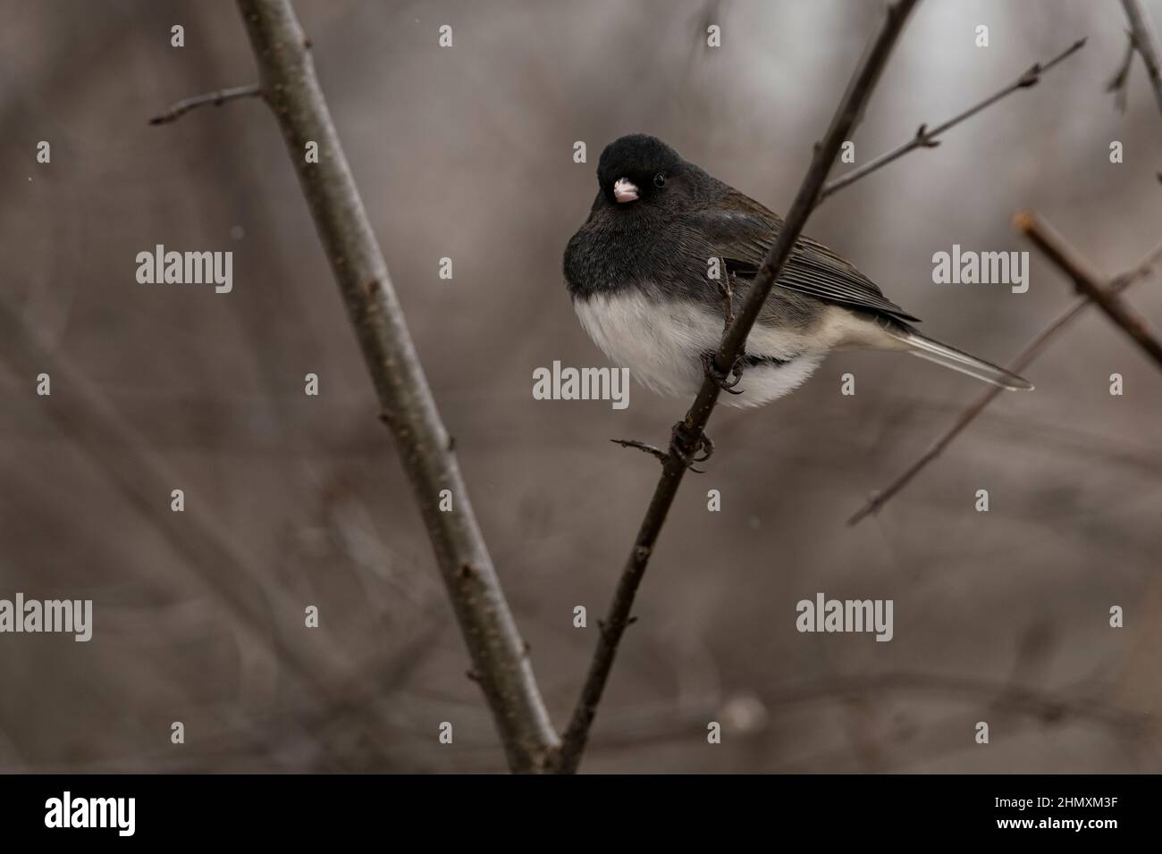 Ein männlicher dunkeläugiger Junco thronte auf einem Ast. Junco hyemalis Stockfoto