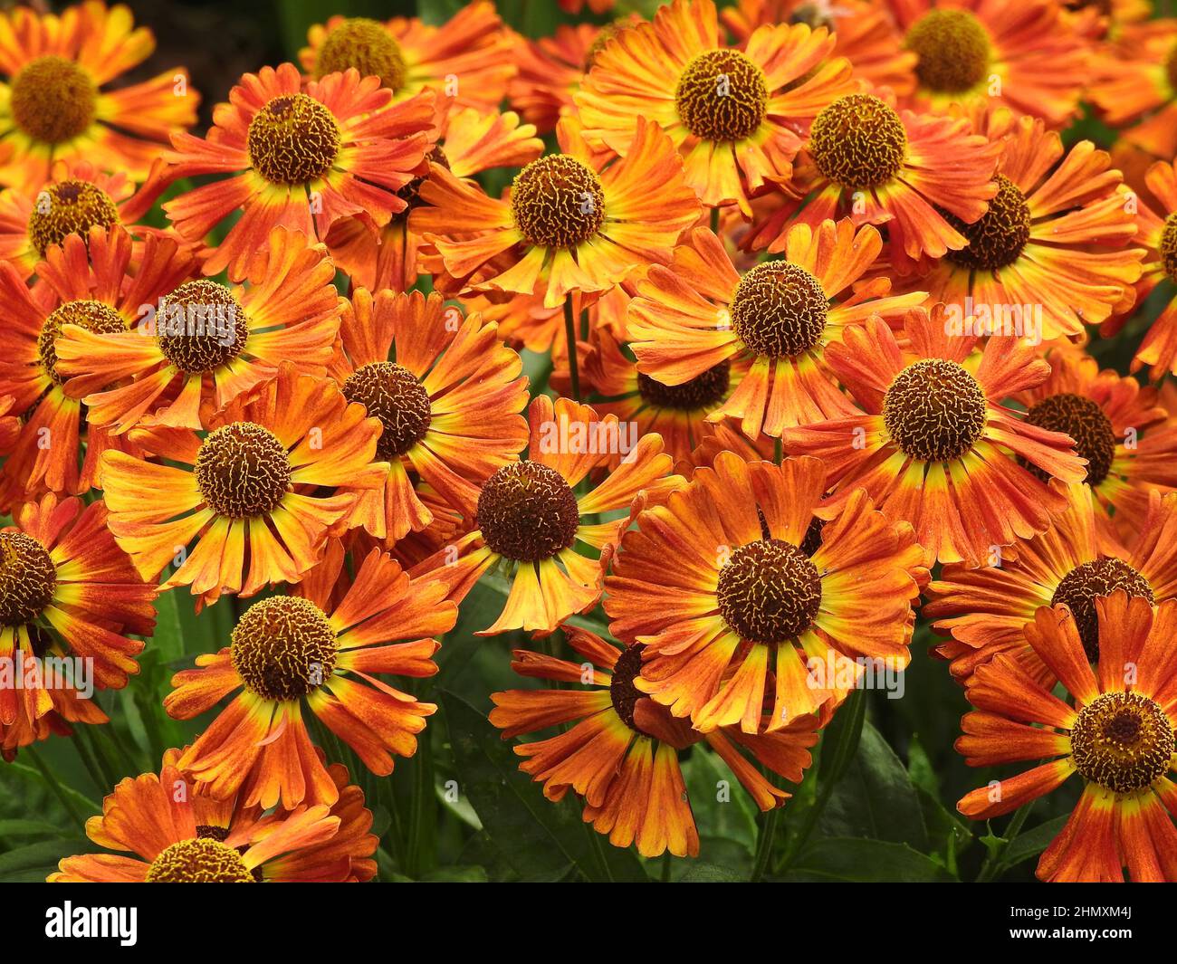 Orange und Gelb Helenium Kurz und Frech Stockfoto