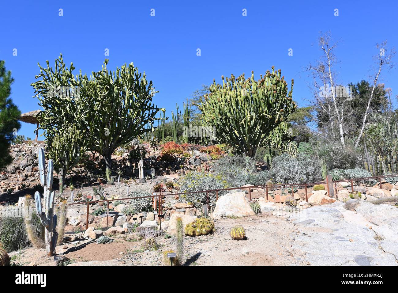 ESCONDIDO, CALIF - 9. FEBRUAR 2022: Der Sukkulenten-Garten der Alten Welt im San Diego Zoo Safari Park Stockfoto