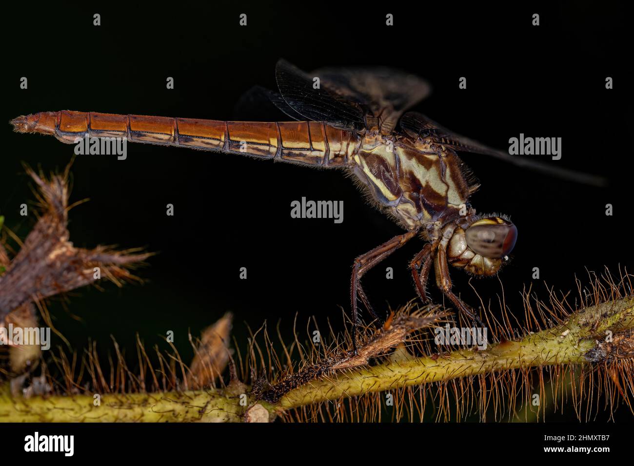 Erwachsener tropischer Königsschimmer der Gattung Orthemis Stockfoto