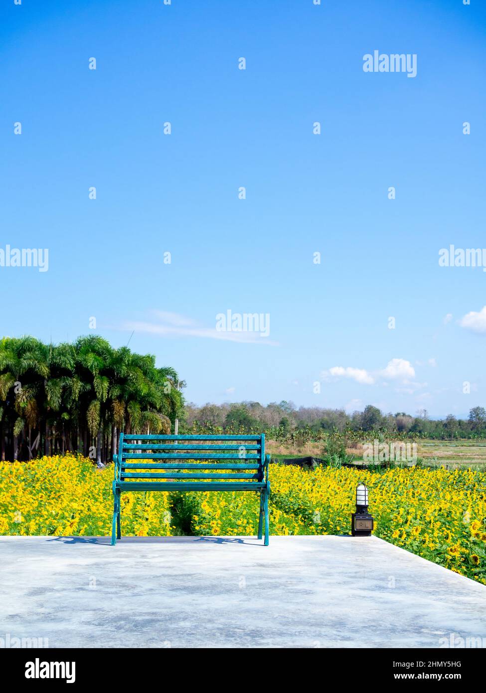 Leere grüne schmiedeeiserne Bank auf dem Betonboden vor dem schönen Sonnenblumenfeld. Vintage-Outdoor-Stuhl, der grüne Sitz auf Landschaft Vie Stockfoto