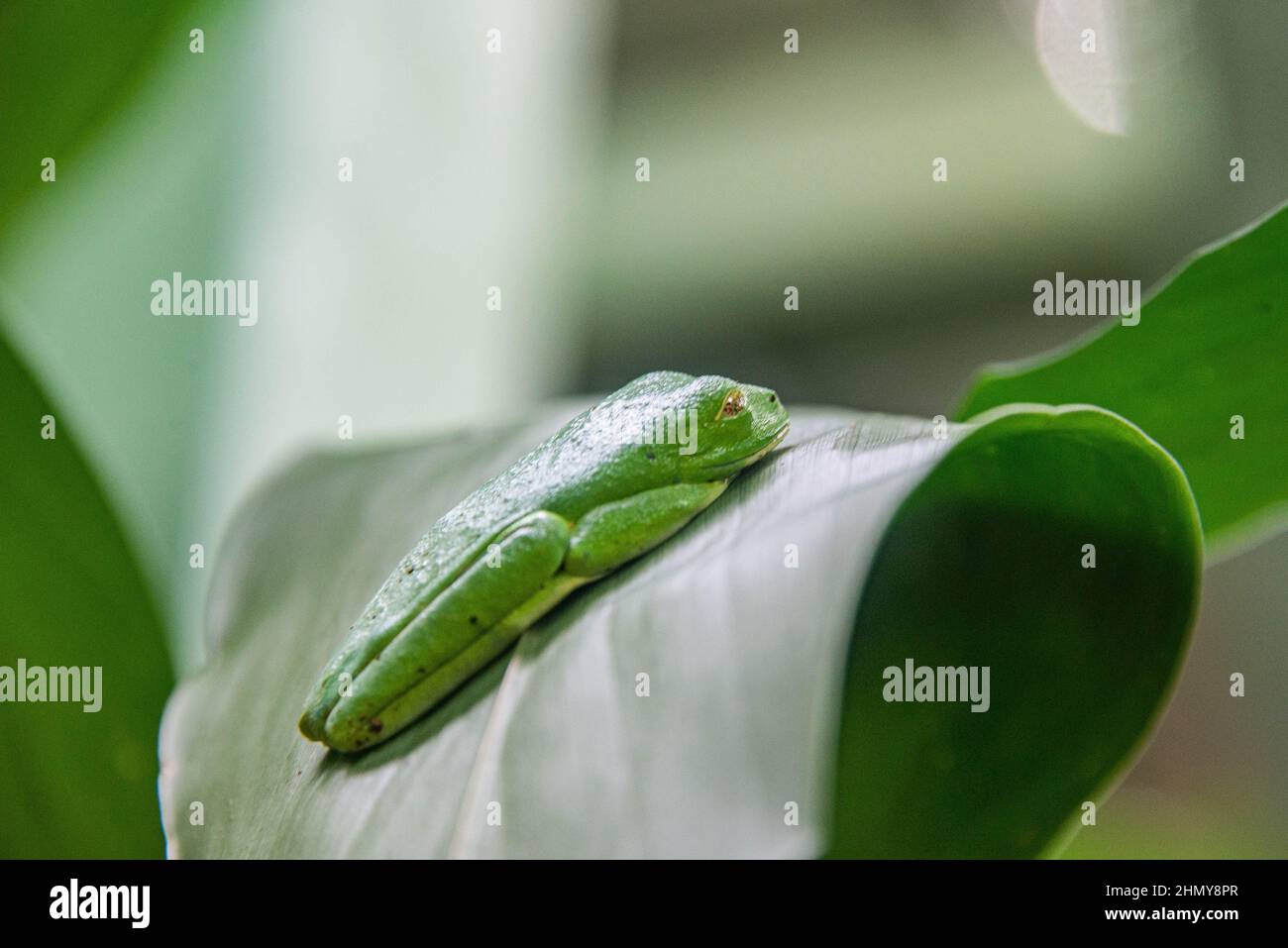 Schlafender Rotaugfrosch (Agalychnis callidyas), Monteverde Cloud Forest Reserve, Costa Rica Stockfoto