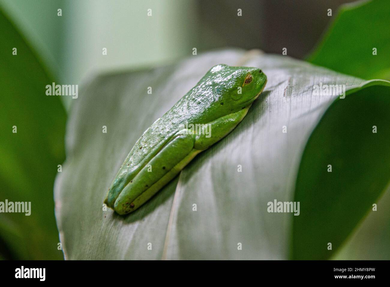 Schlafender Rotaugfrosch (Agalychnis callidyas), Monteverde Cloud Forest Reserve, Costa Rica Stockfoto