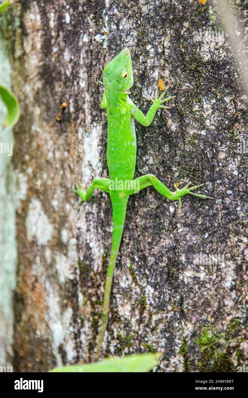 Gemeiner Basilisk (Basiliscus basiliscus) Eidechse, Monteverde Cloud Forest Reserve, Costa Rica Stockfoto