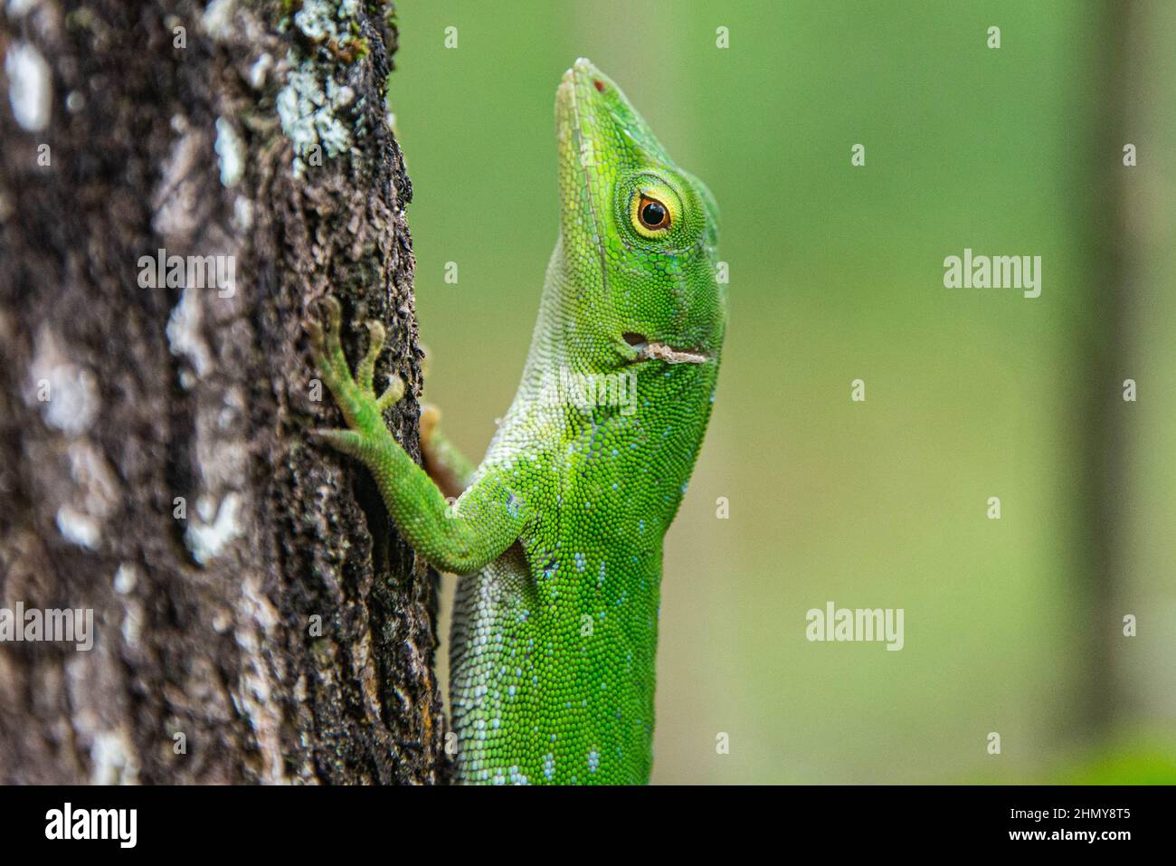 Gemeiner Basilisk (Basiliscus basiliscus) Eidechse, Monteverde Cloud Forest Reserve, Costa Rica Stockfoto