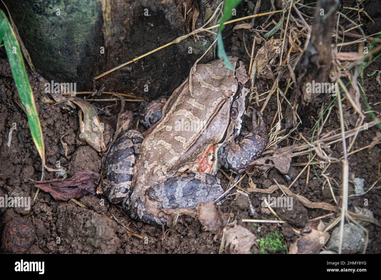 Rauchiger Dschungelfrosch (Leptodactylus pentadactylus), Monteverde Cloud Forest Reserve, Costa Rica Stockfoto