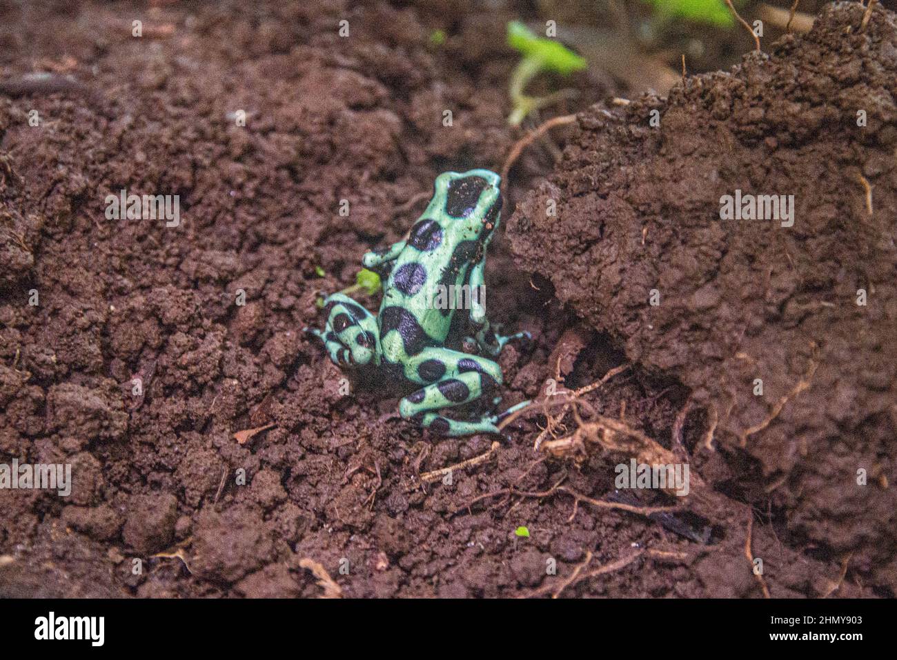 Grün-schwarzer Giftpfeilfrosch (Dendrobat auratus), Monteverde Cloud Forest Reserve, Costa Rica Stockfoto