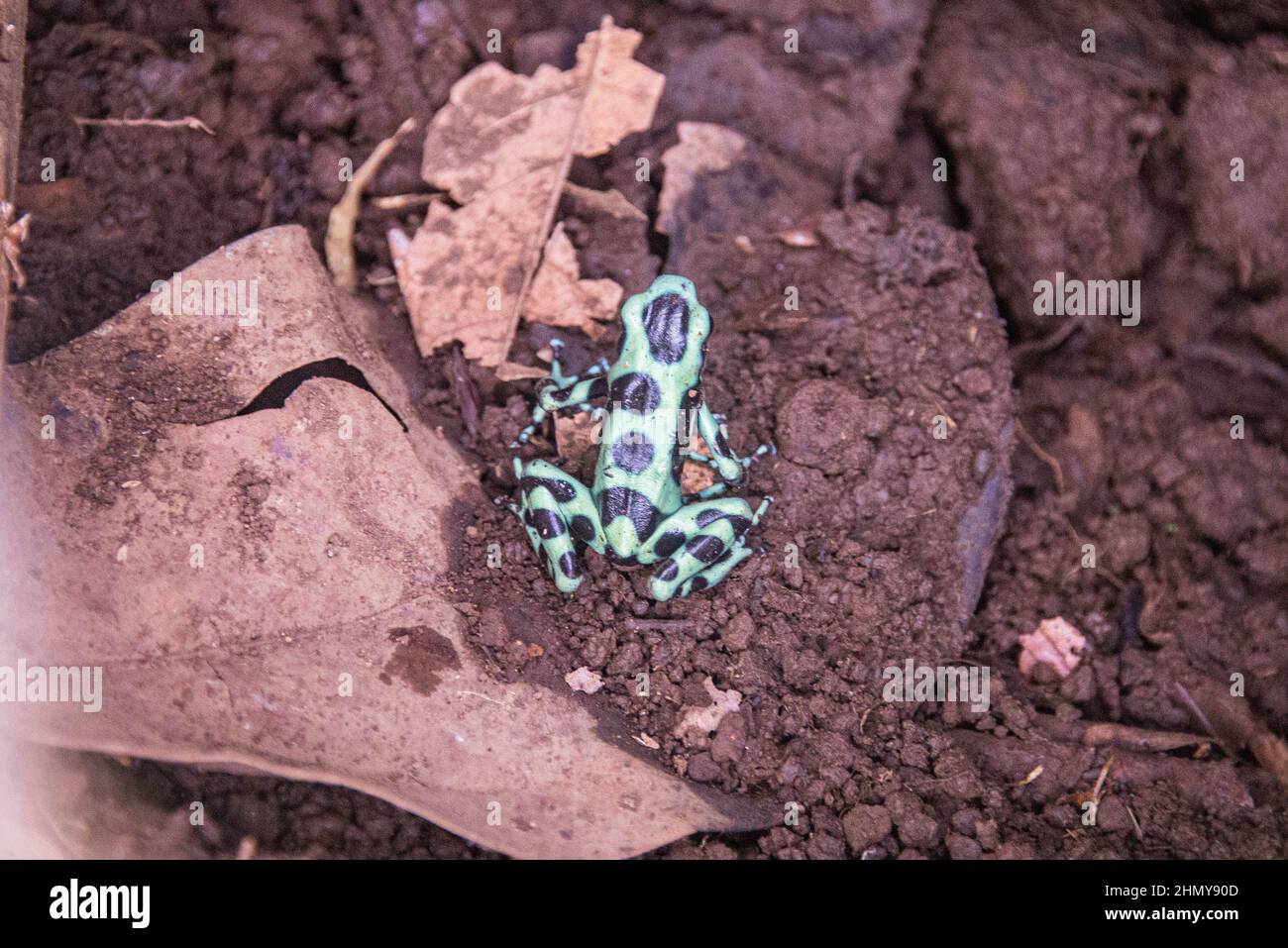 Grün-schwarzer Giftpfeilfrosch (Dendrobat auratus), Monteverde Cloud Forest Reserve, Costa Rica Stockfoto