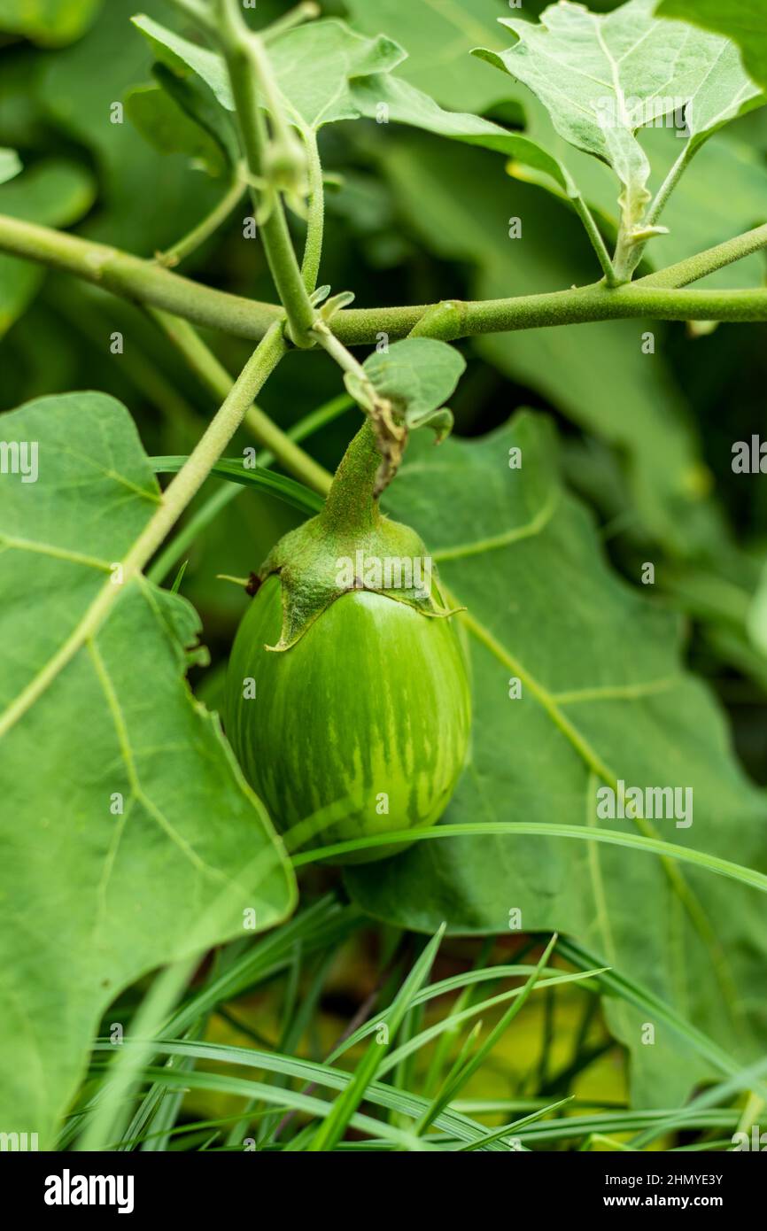 Die grüne Aubergine ist eine ballaststoffreiche, kalorienarme Nahrung Stockfoto