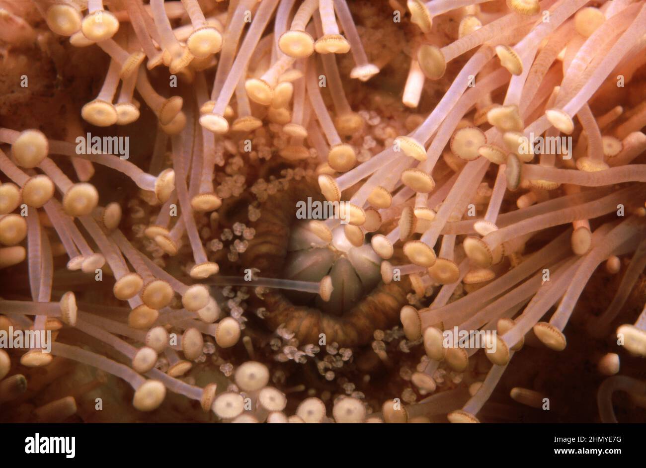 Maul des Seeigel (Echinus esculentus) unter Wasser, Großbritannien. Stockfoto