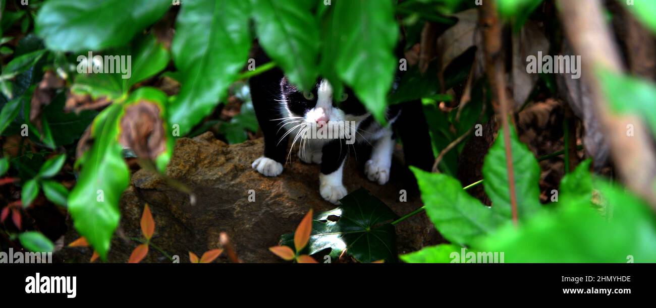 Blick auf niedliche Katze aus grünen Blättern Stockfoto