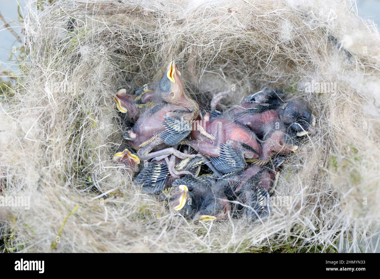 Tote Titten-Küken im Nest. Stockfoto