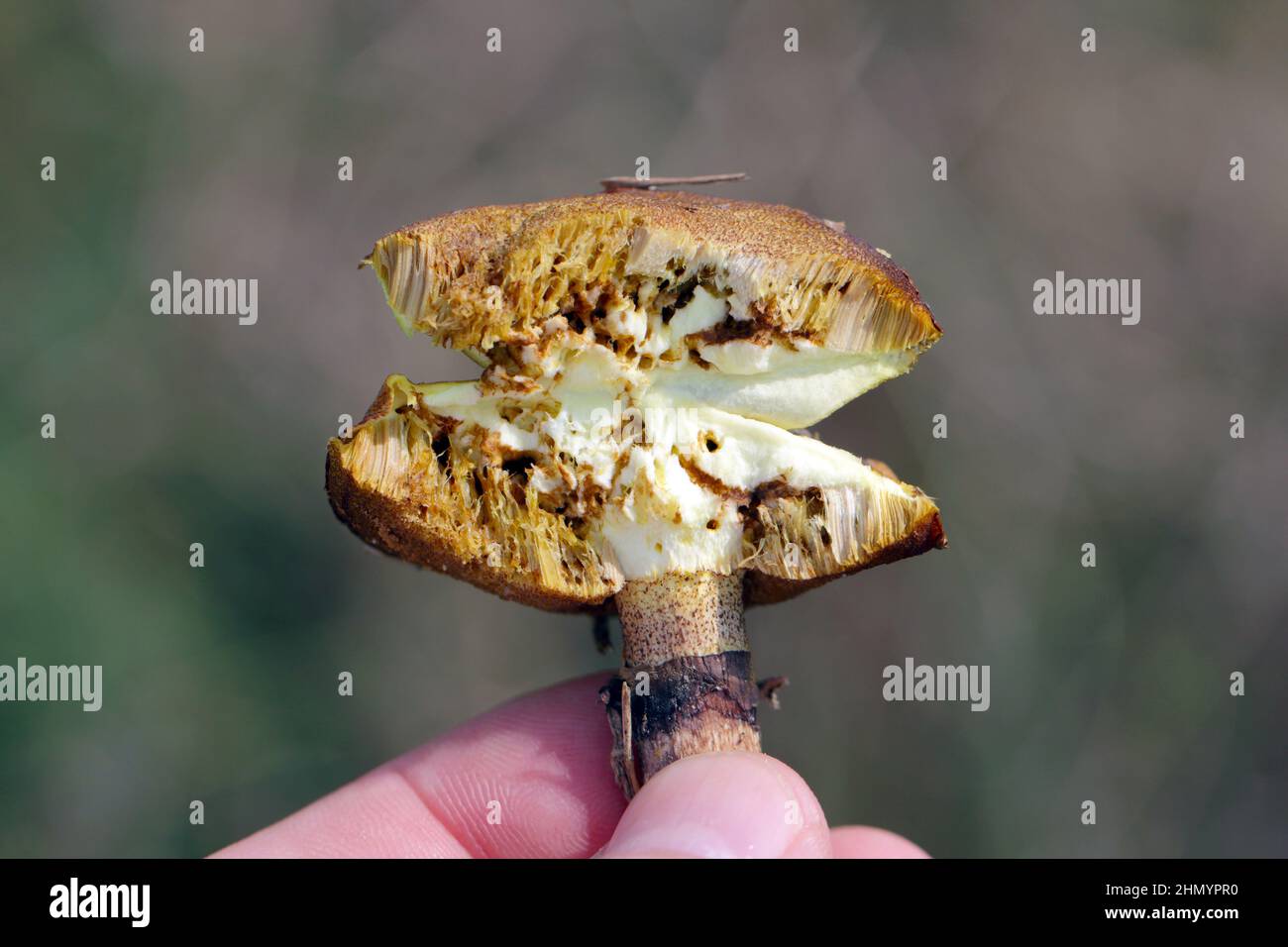 Rutschiger Jack oder klebriges Bun Suillus lutös, gebrochen mit sichtbarer Verletzung durch Fliegenlarven. Maden in Pilzen. Stockfoto