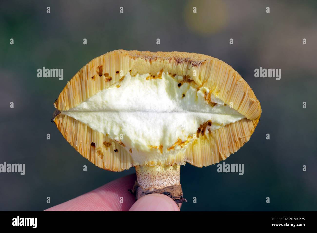 Rutschiger Jack oder klebriges Bun Suillus lutös, gebrochen mit sichtbarer Verletzung durch Fliegenlarven. Maden in Pilzen. Stockfoto