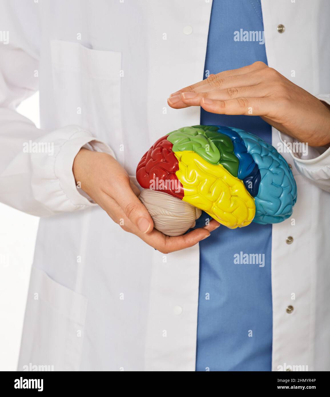 Anatomisches Modell des menschlichen Gehirns in den Händen des Arztes, das die medizinische Versorgung zeigt. Diagnostik und Behandlung von Hirnerkrankungen, Kopfschmerzen und Gehirn Stockfoto