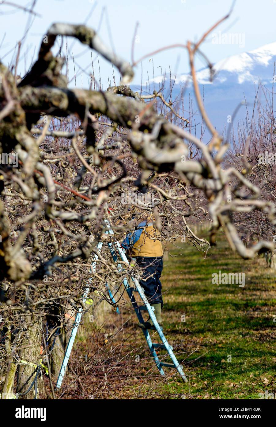 Baumschere und Leiter in einem Apfelgarten, bereit für den Schnitt von Obstbäumen im Winter Stockfoto