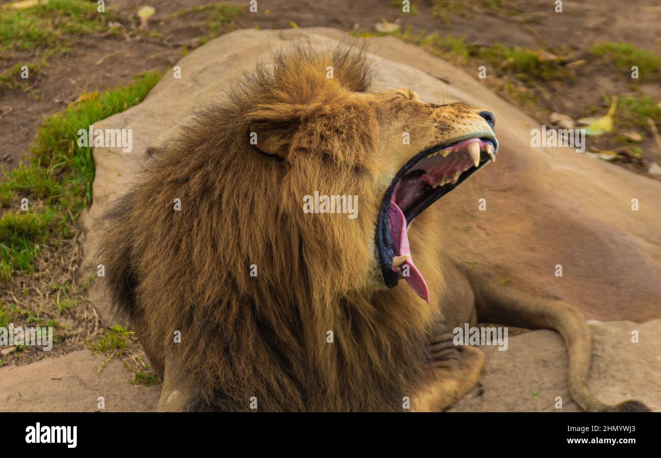 Ein echtes Gesicht des Löwen, wenn sie wirklich Wut auf Nahrung sind Stockfoto