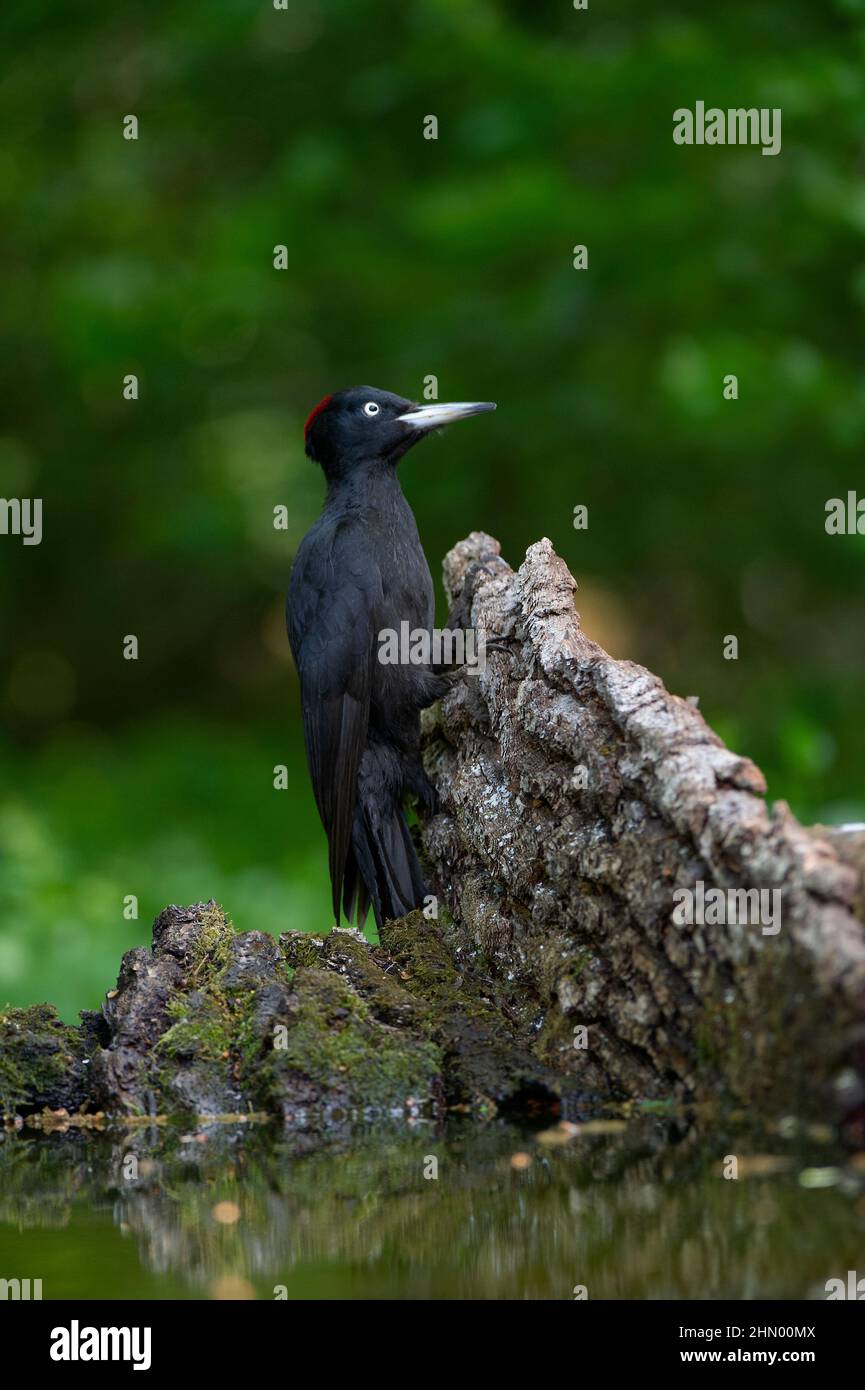 Specht schwarz (Dryocopus martius), Weibchen besucht ein Waldtrinkbecken, Hortobágy Nationalpark, Ungarn Stockfoto