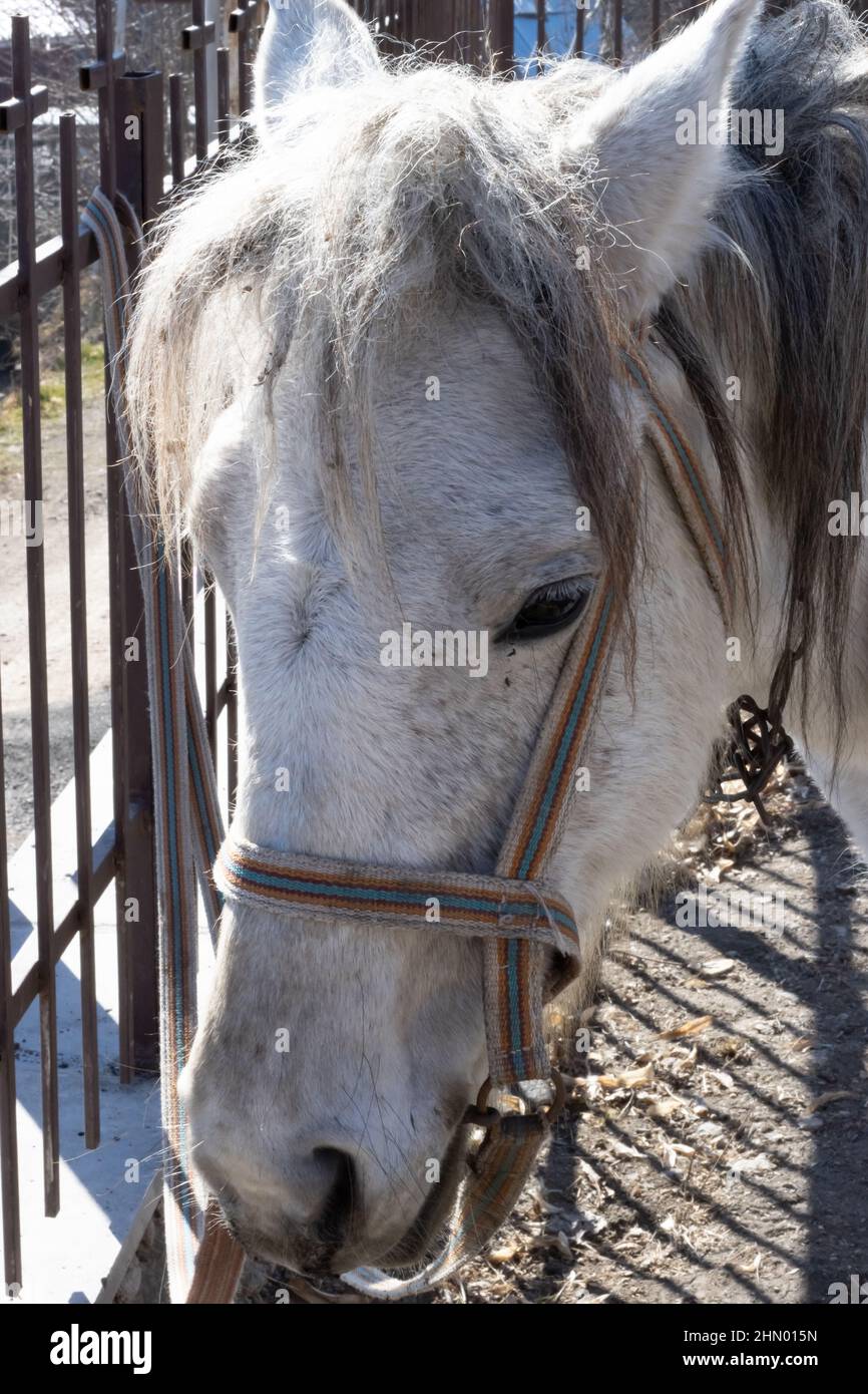 Pferd im Dorf, Tapete Stockfoto