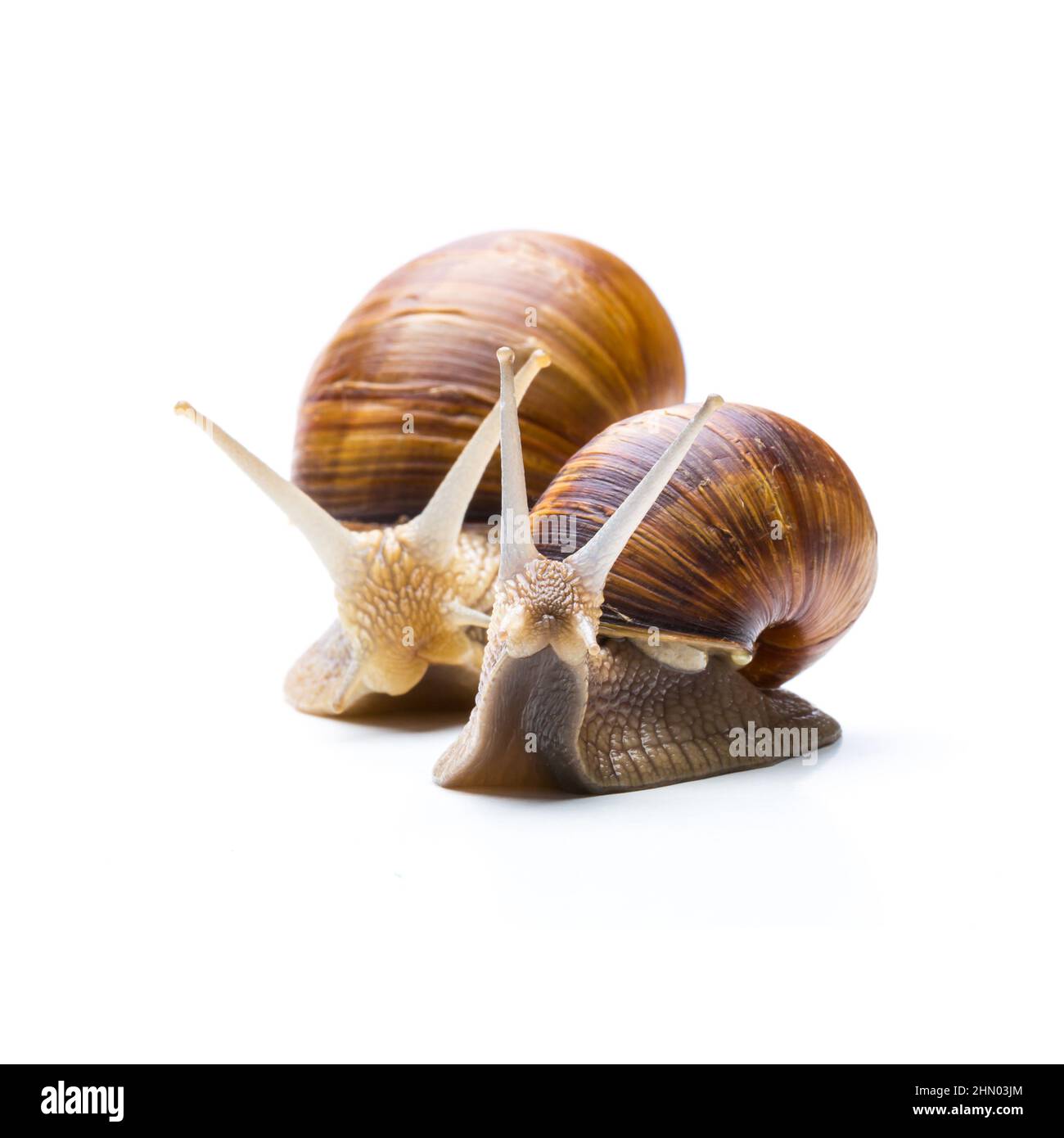 Schnecken Stockfoto