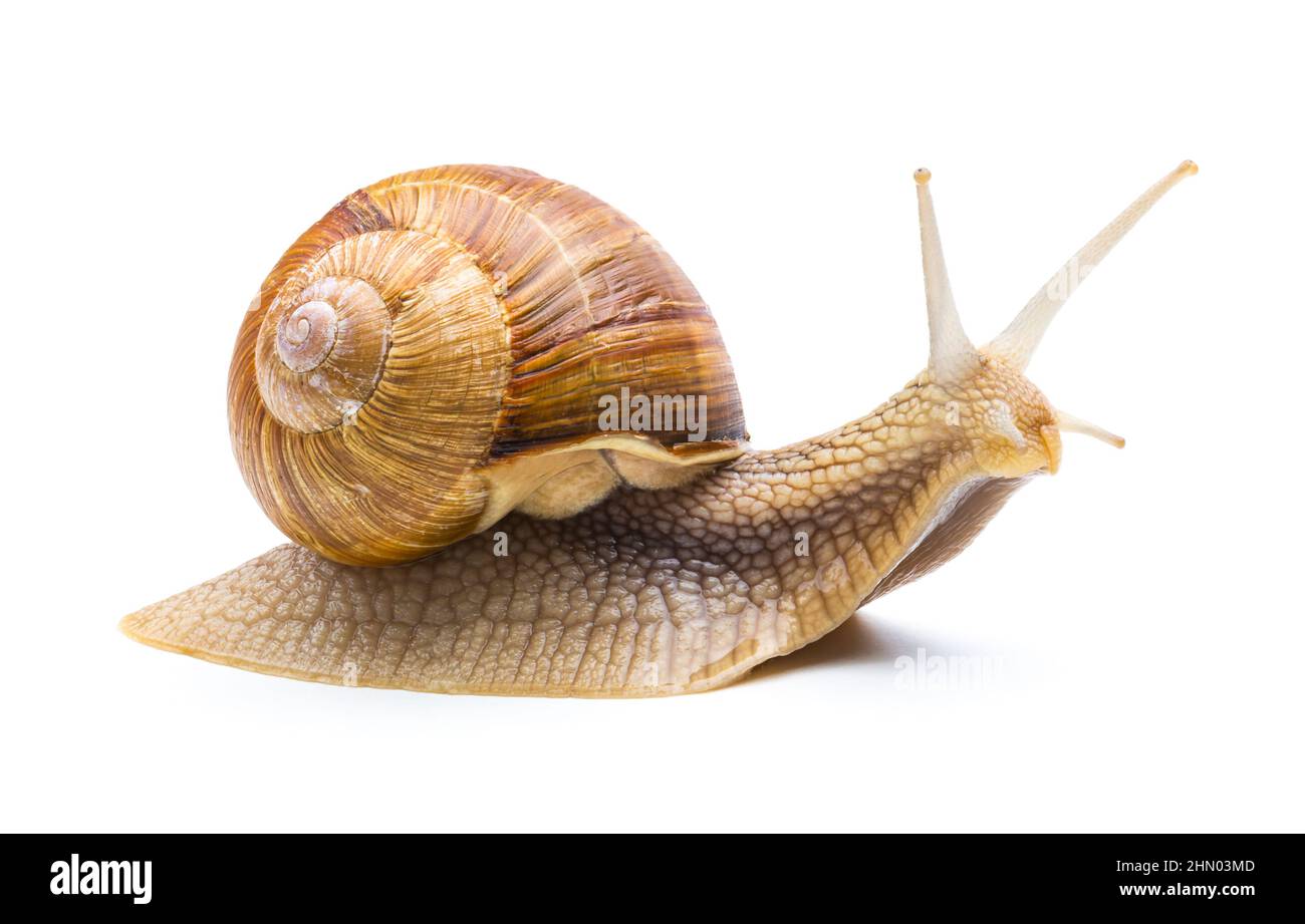 Die Schnecke verschwindet Stockfoto