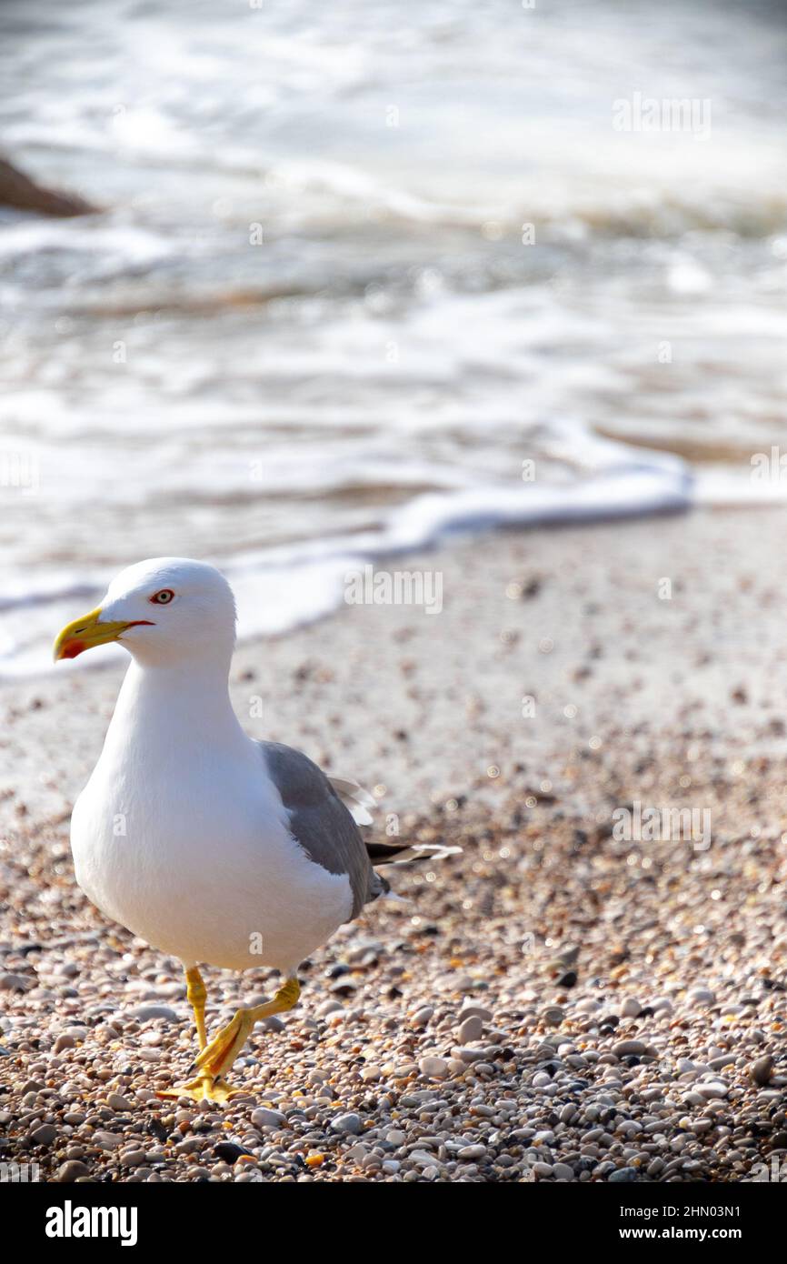 Möwe am Strand Stockfoto
