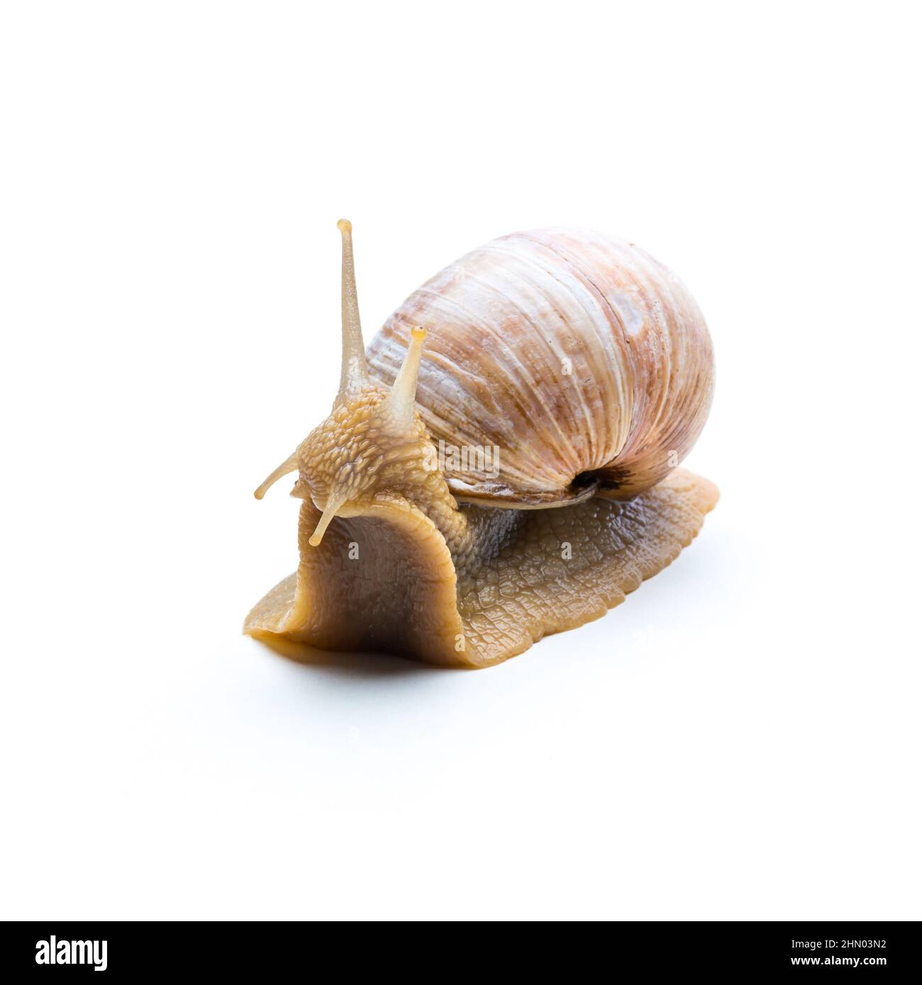 Verwirrte Schnecke Stockfoto