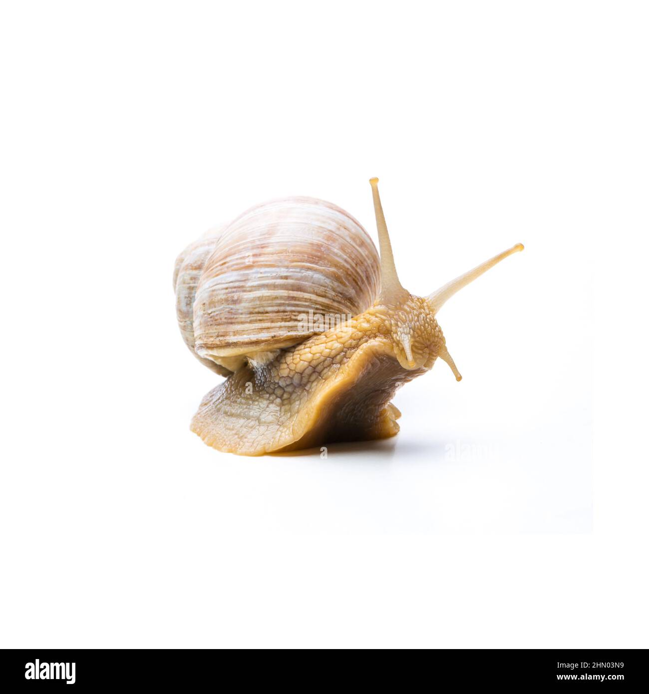 Alte Schnecke Stockfoto