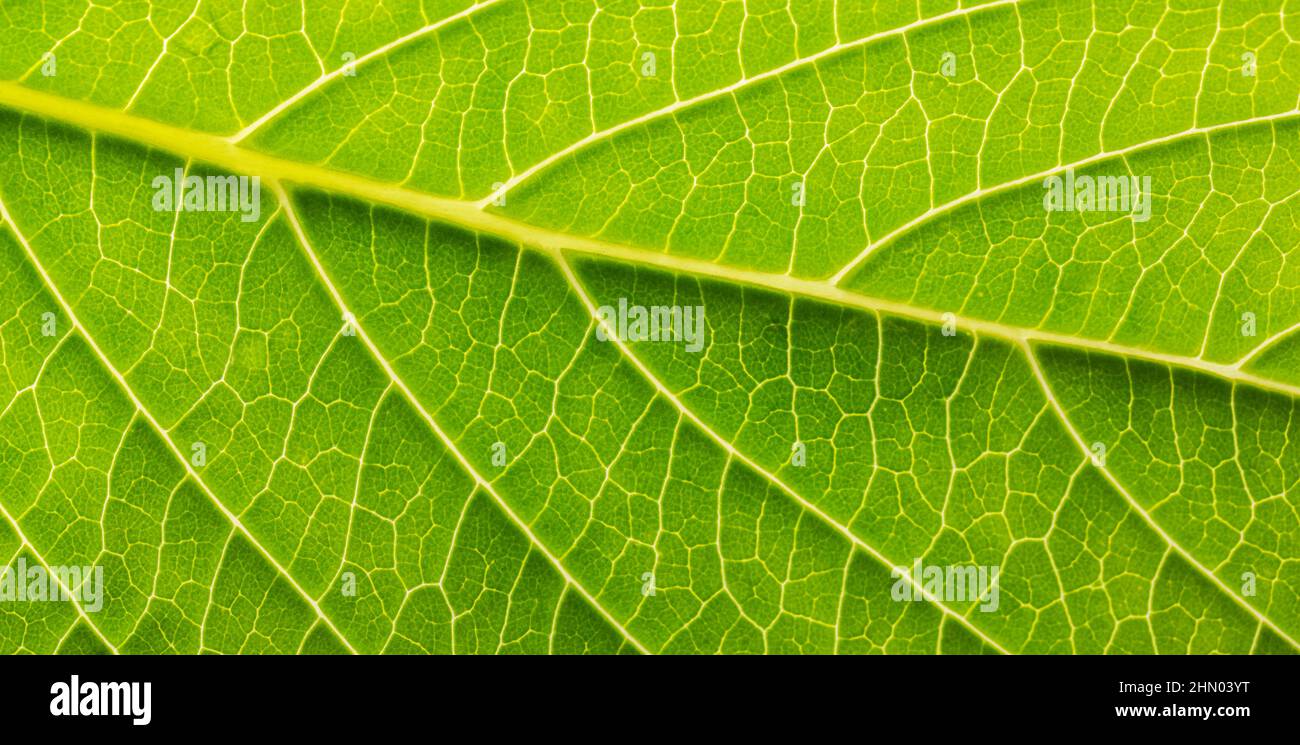 Green Leave-Einheit Stockfoto