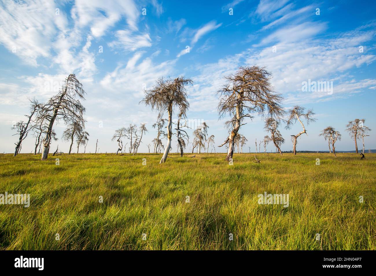 Noir Flohay (Hautes Fagnes) Stockfoto