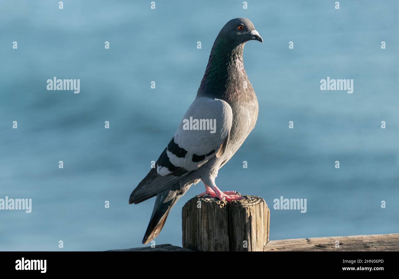 Profil einer gewöhnlichen Taube Columba livia, die auf einem verwitterten Holzpfosten mit verschwommenem Meerwasser im Hintergrund thront Stockfoto