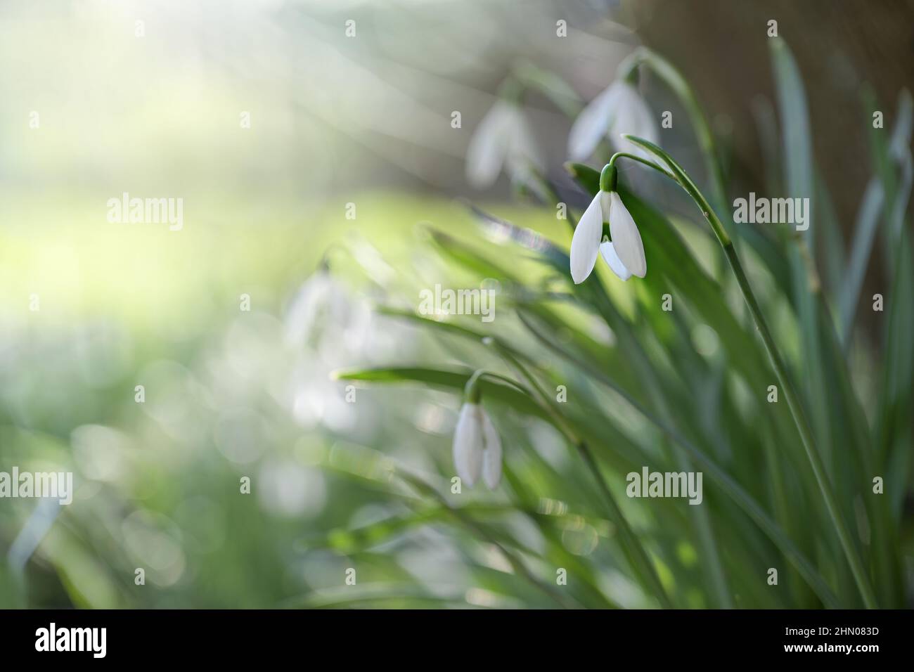 Weiße Blüten von Schneeglöckchen (Galanthus nivalis) im grünen Rasen, frühe Blumen im Garten oder Park im Winter und Frühjahr, Kopierraum, verschwommenes Backgr Stockfoto
