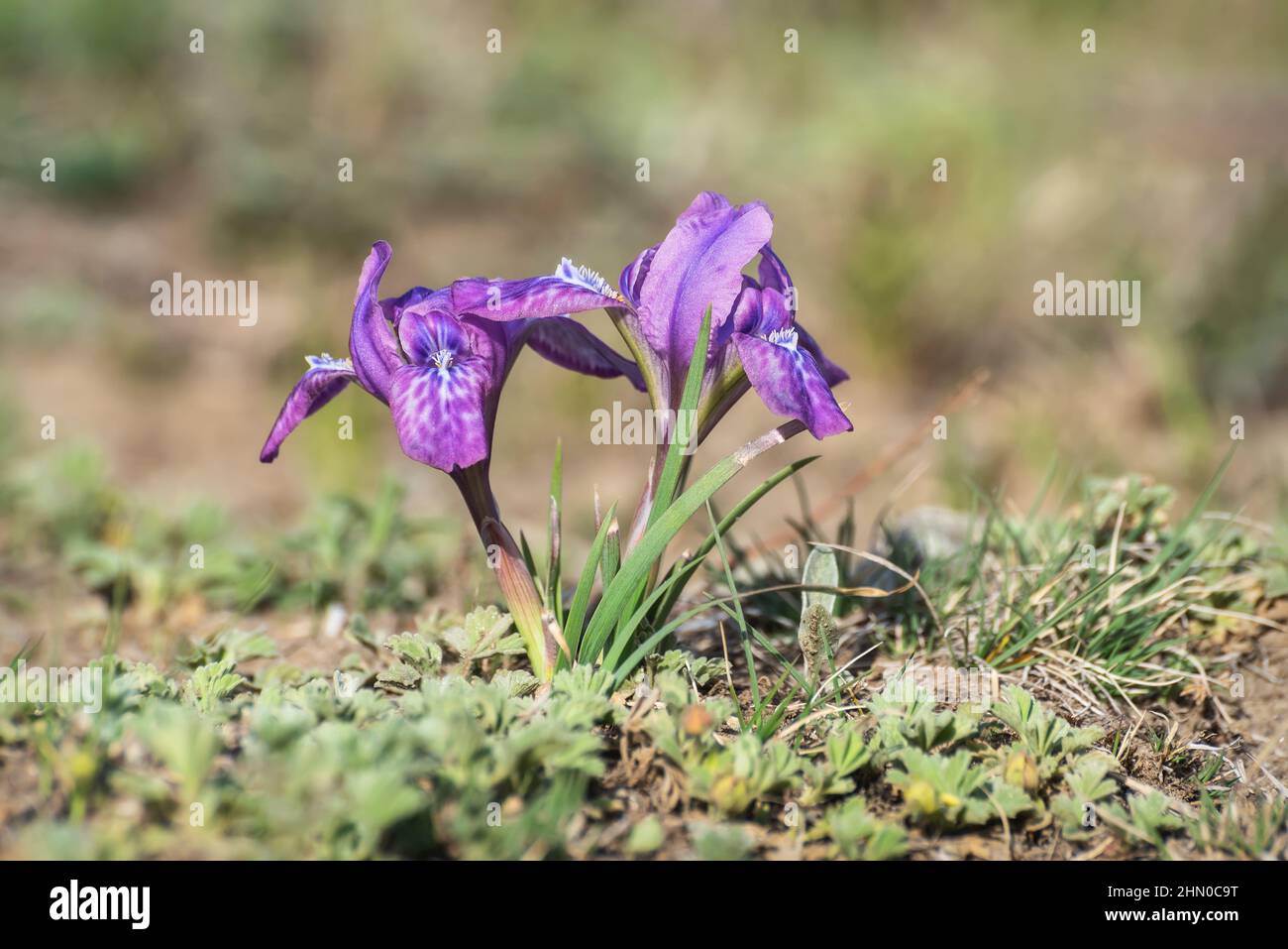 Wunderschöne lila Frühling Wildblumen Iris (Iris ruthenica) Nahaufnahme in einer Wiese in den Bergen. Altai, Russland Stockfoto