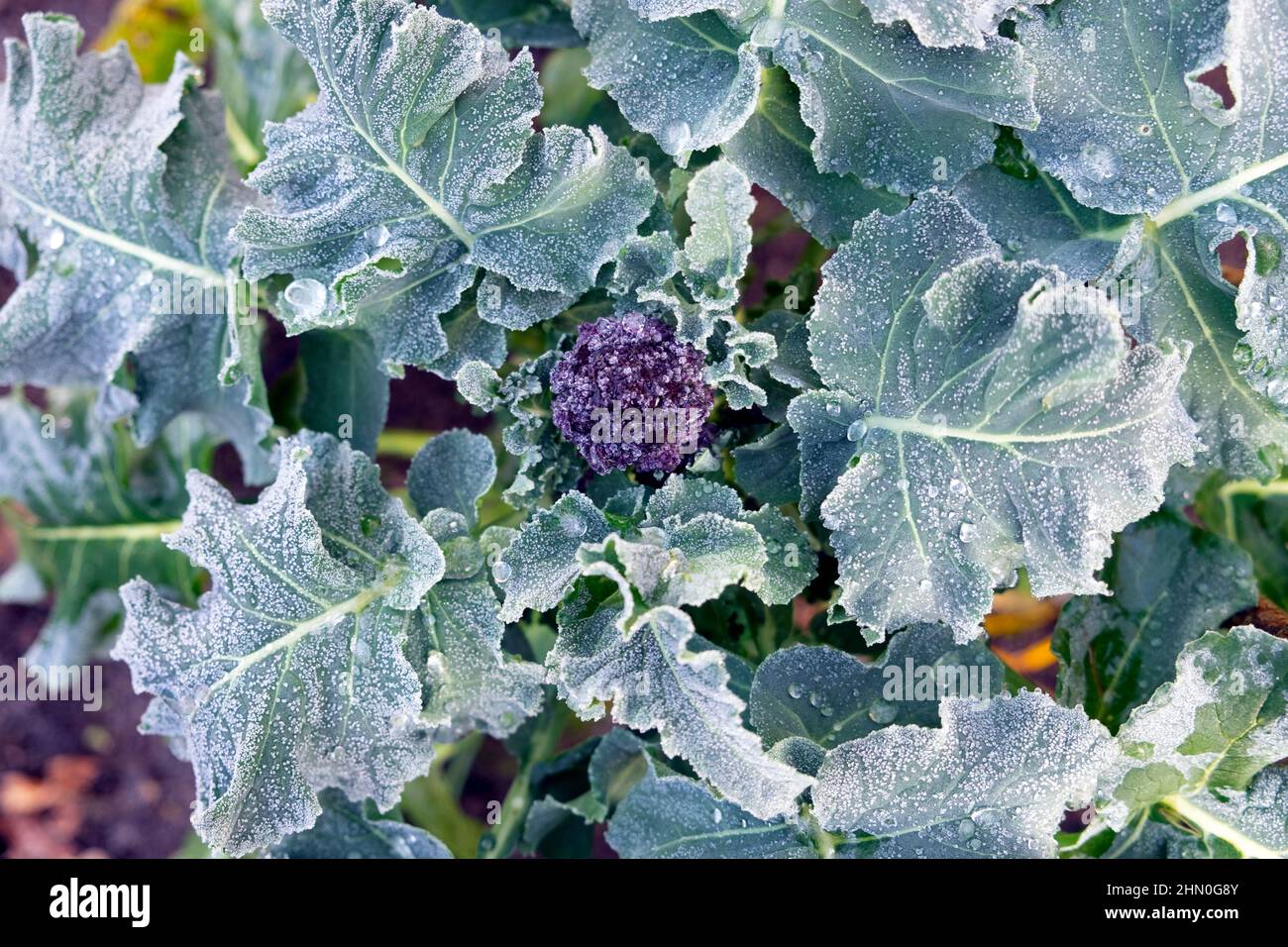 Lila sprießende Brokkoli Pflanze wächst Draufsicht über der schönen Gemüse und Blätter im Winter Februar Garten Wales Großbritannien KATHY DEWITT Stockfoto