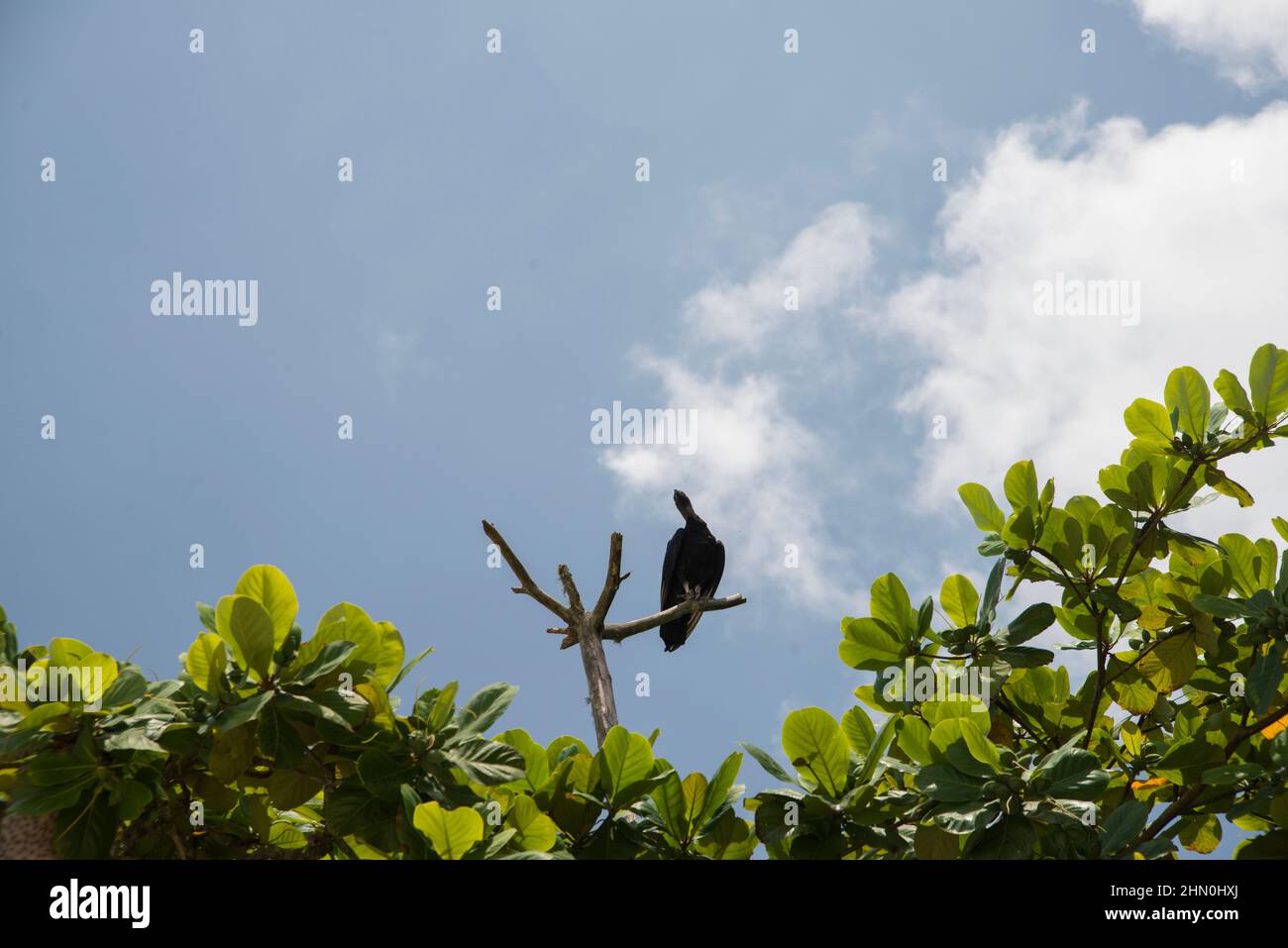 Ein Geier sitzt in einem Baum Stockfoto