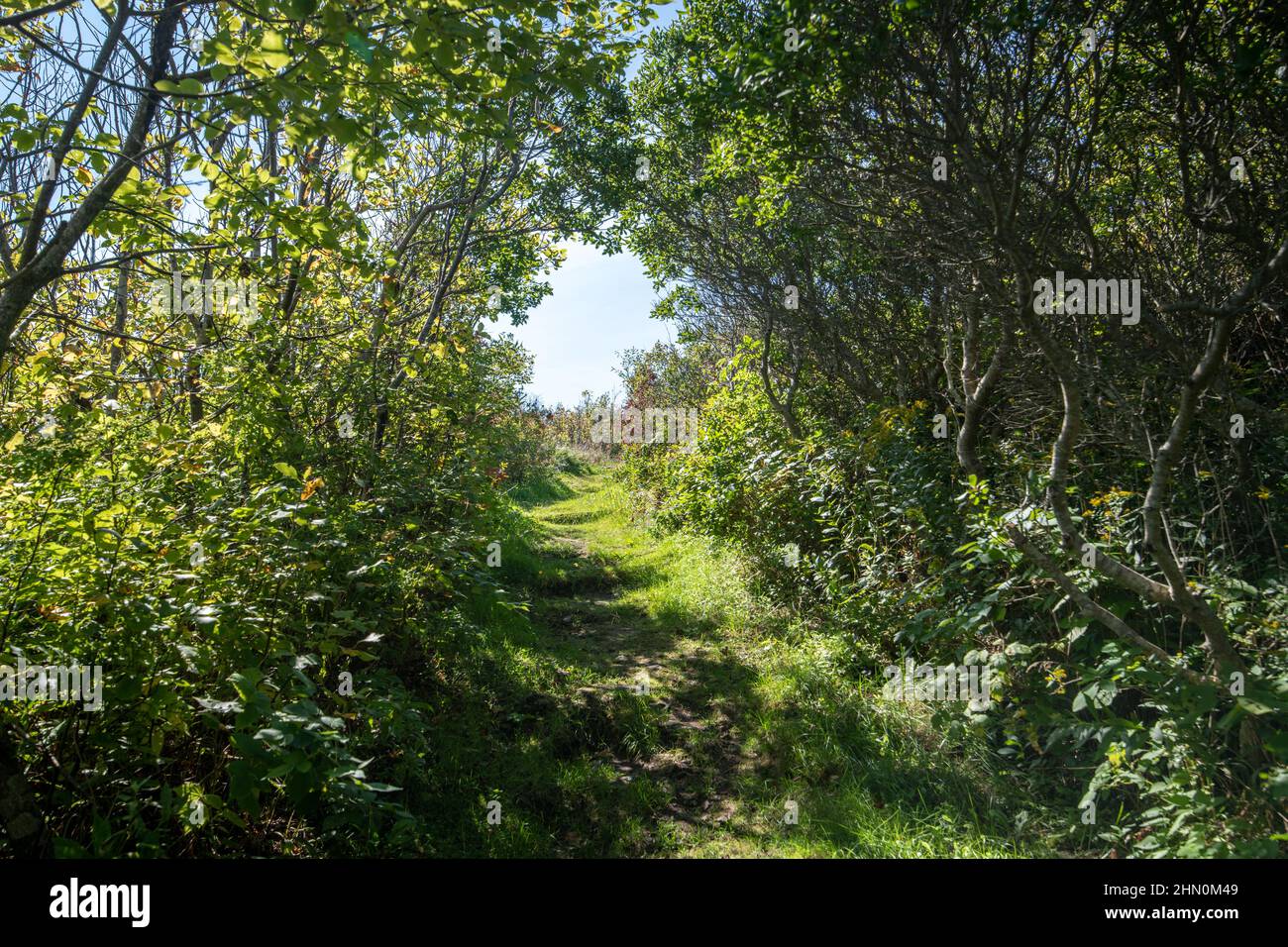 Pfad in der Nähe der Seguin Island Light Station Stockfoto