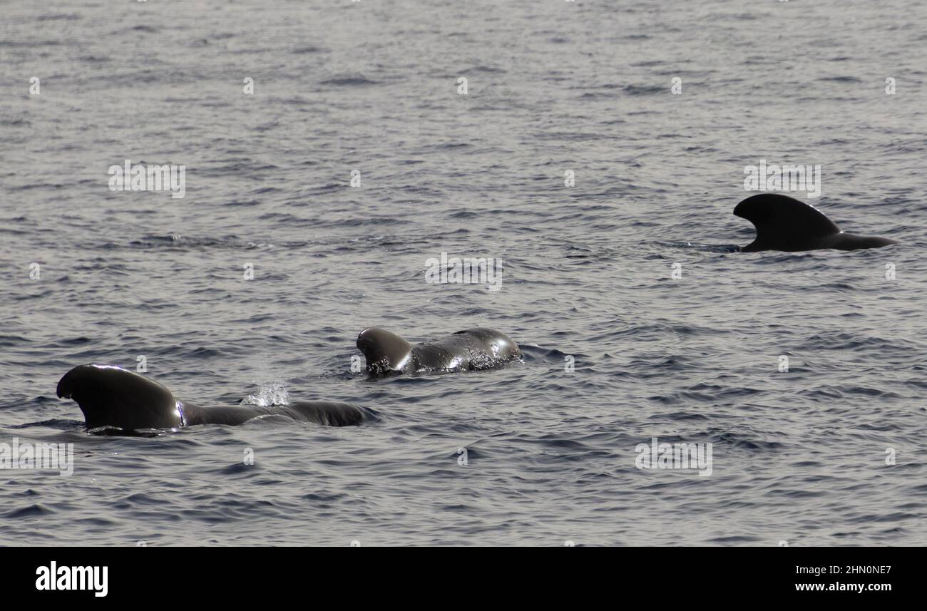 Teneriffa, Kanarische Inseln, Spanien - februar 2022: Gruppe von Pilotwalen im offenen Atlantik zwischen Teneriffa und La Gomera Stockfoto