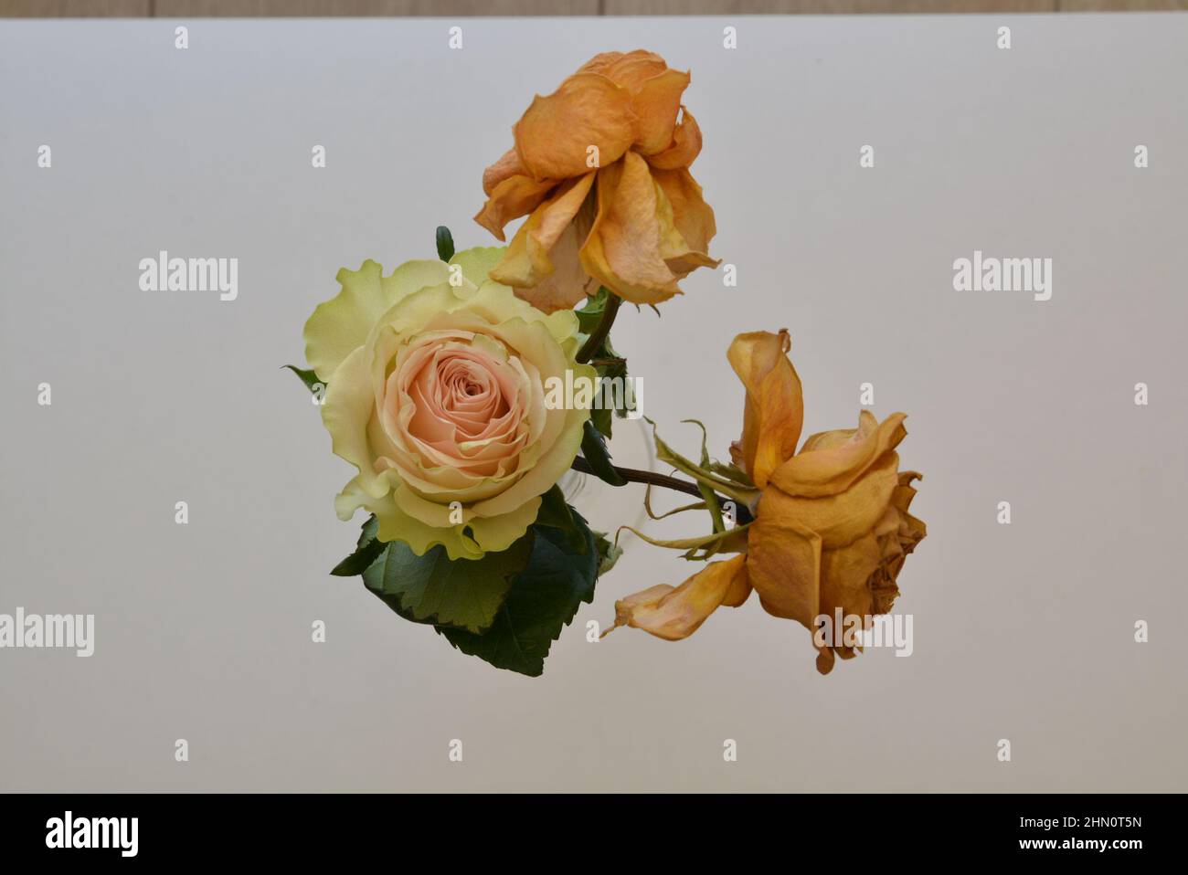 Frische Rose mit toten Rosen – Hervorhebung wünschenswert mit nicht erwünscht – gewünscht mit nicht erwünscht – schön mit hässlich. Starker visueller Kontrast. Stockfoto