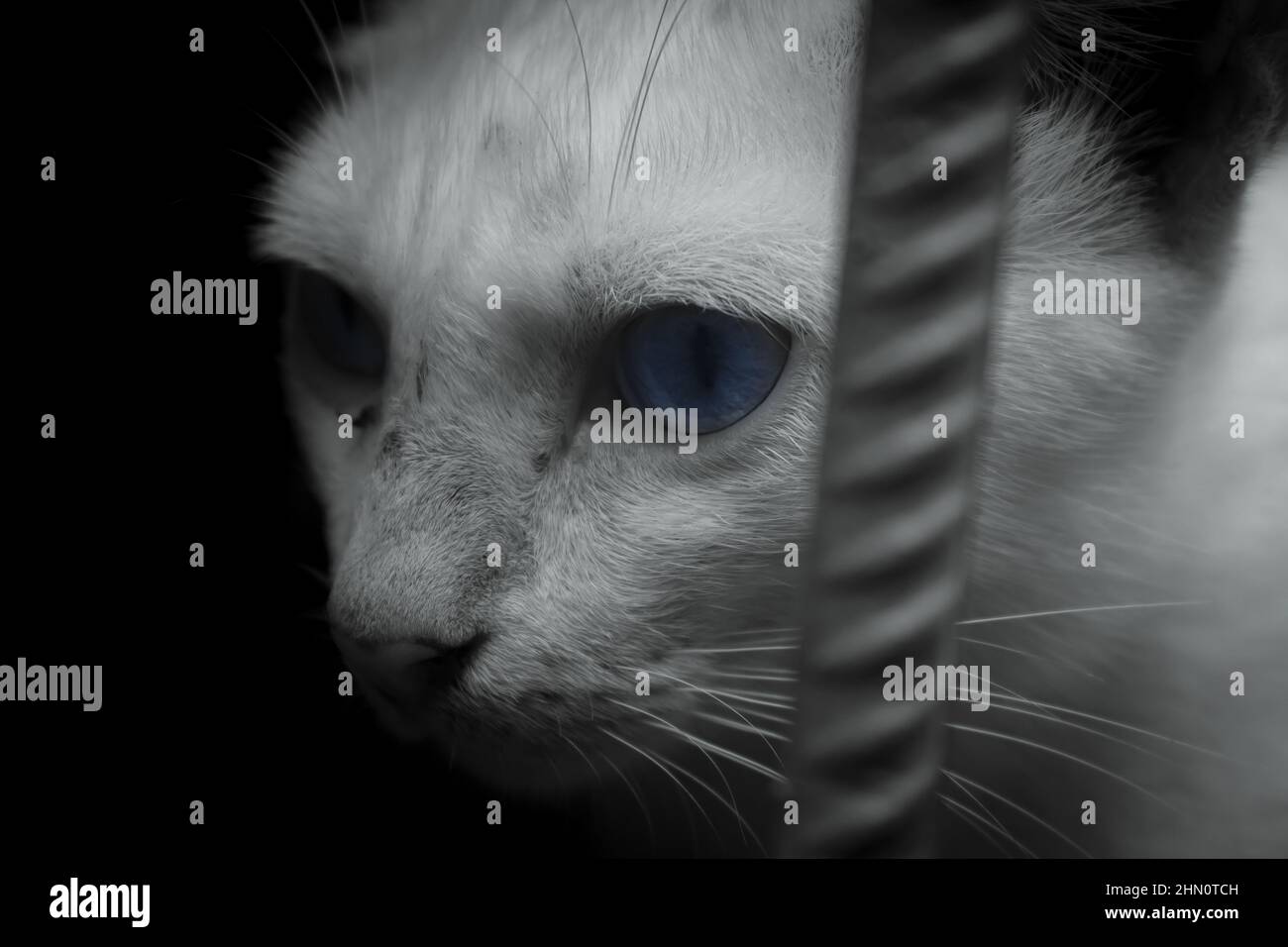 Low-Key-Aufnahme einer weißen Katze auf einem Käfig (Nahaufnahme) Stockfoto