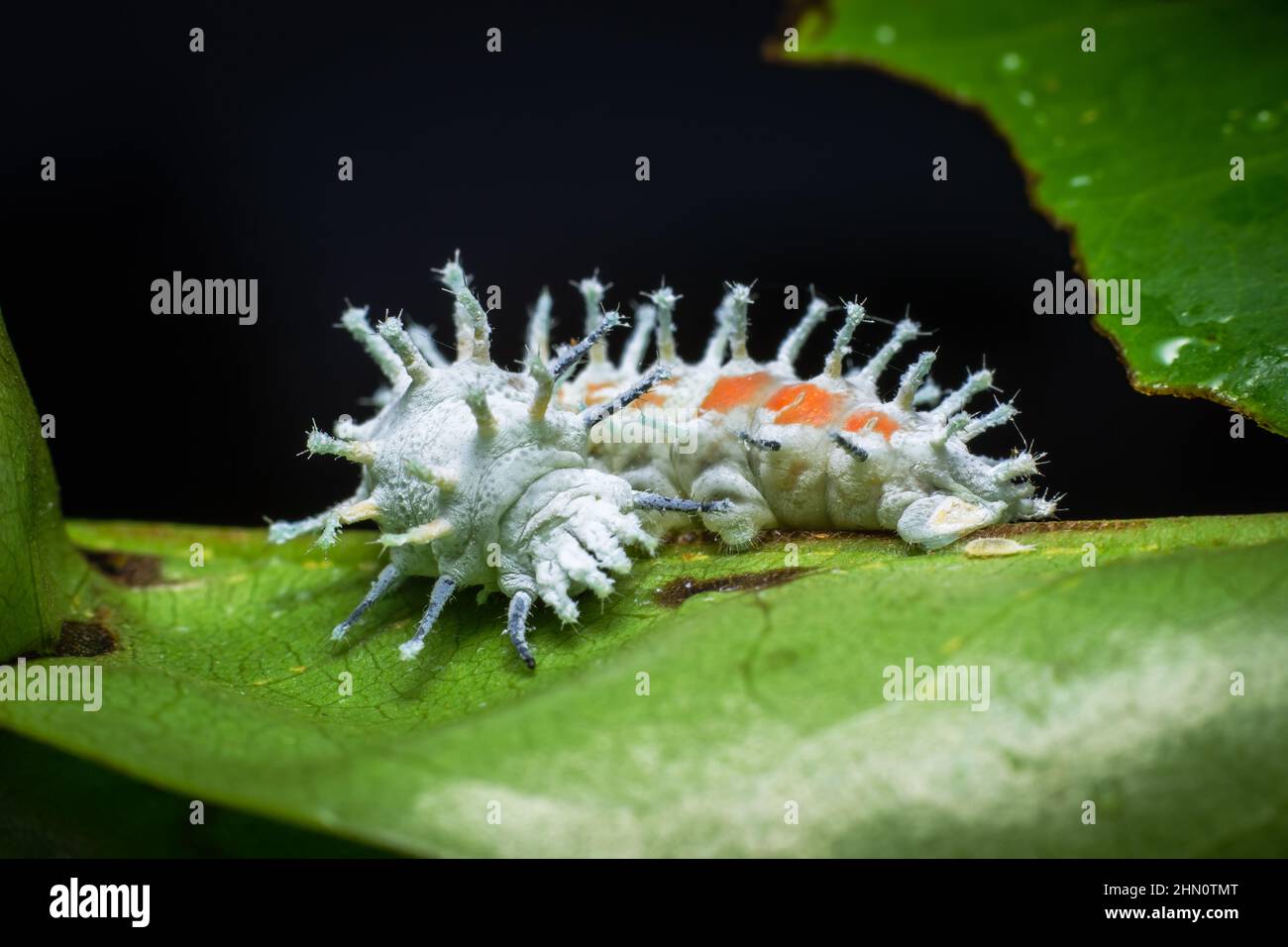 Atlas Moth Larva- Attacus Atlas ist eine der größten Schmetterlingsarten Stockfoto