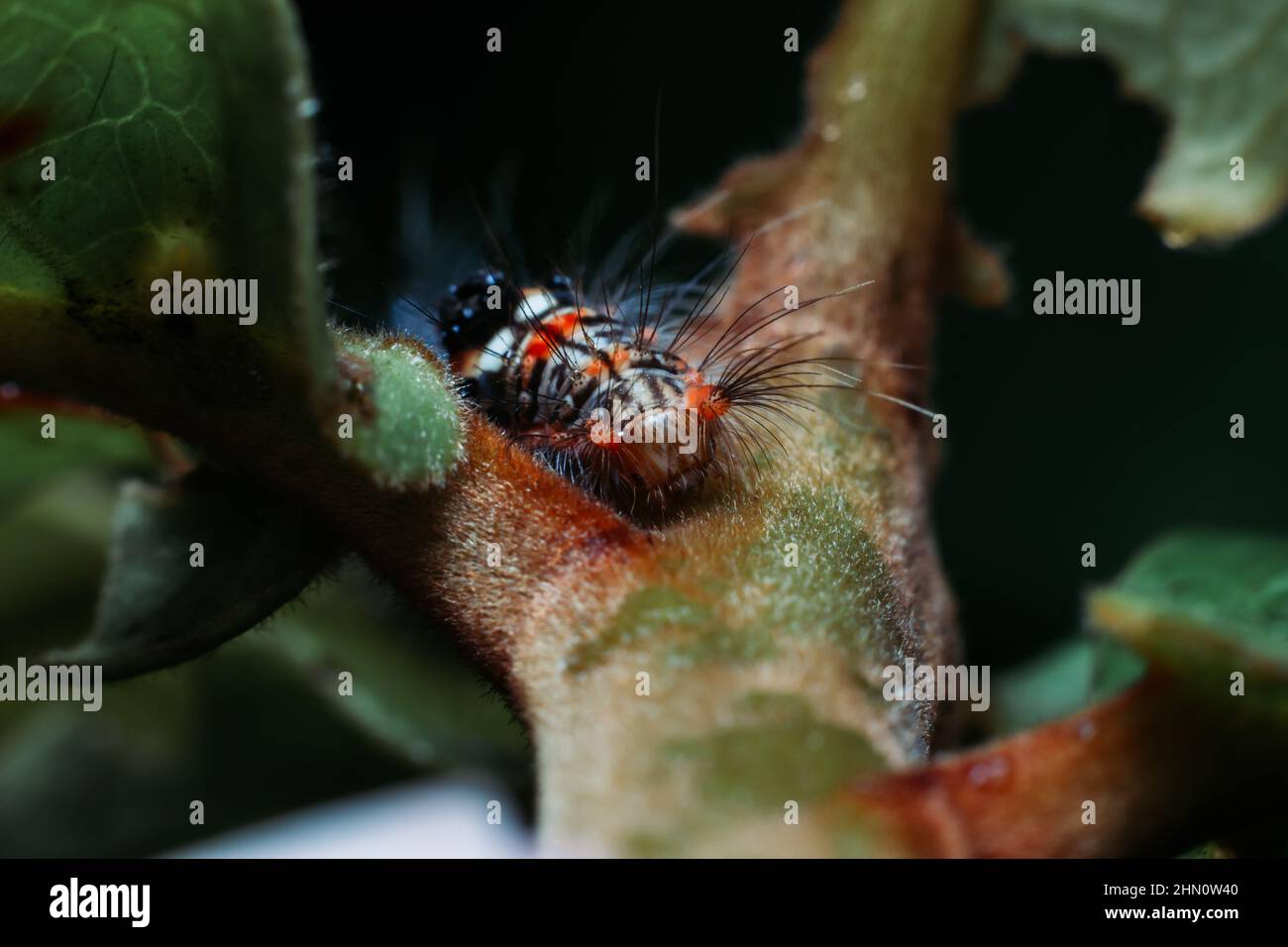 Gelbschwanzmotte - Euproctis Similis ist eine Motte der Familie Erebidae. Stockfoto