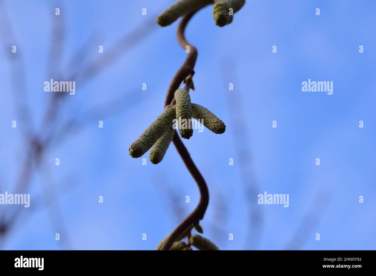 Blühender Haselnussbaum von unten an einem blauen Himmel Stockfoto