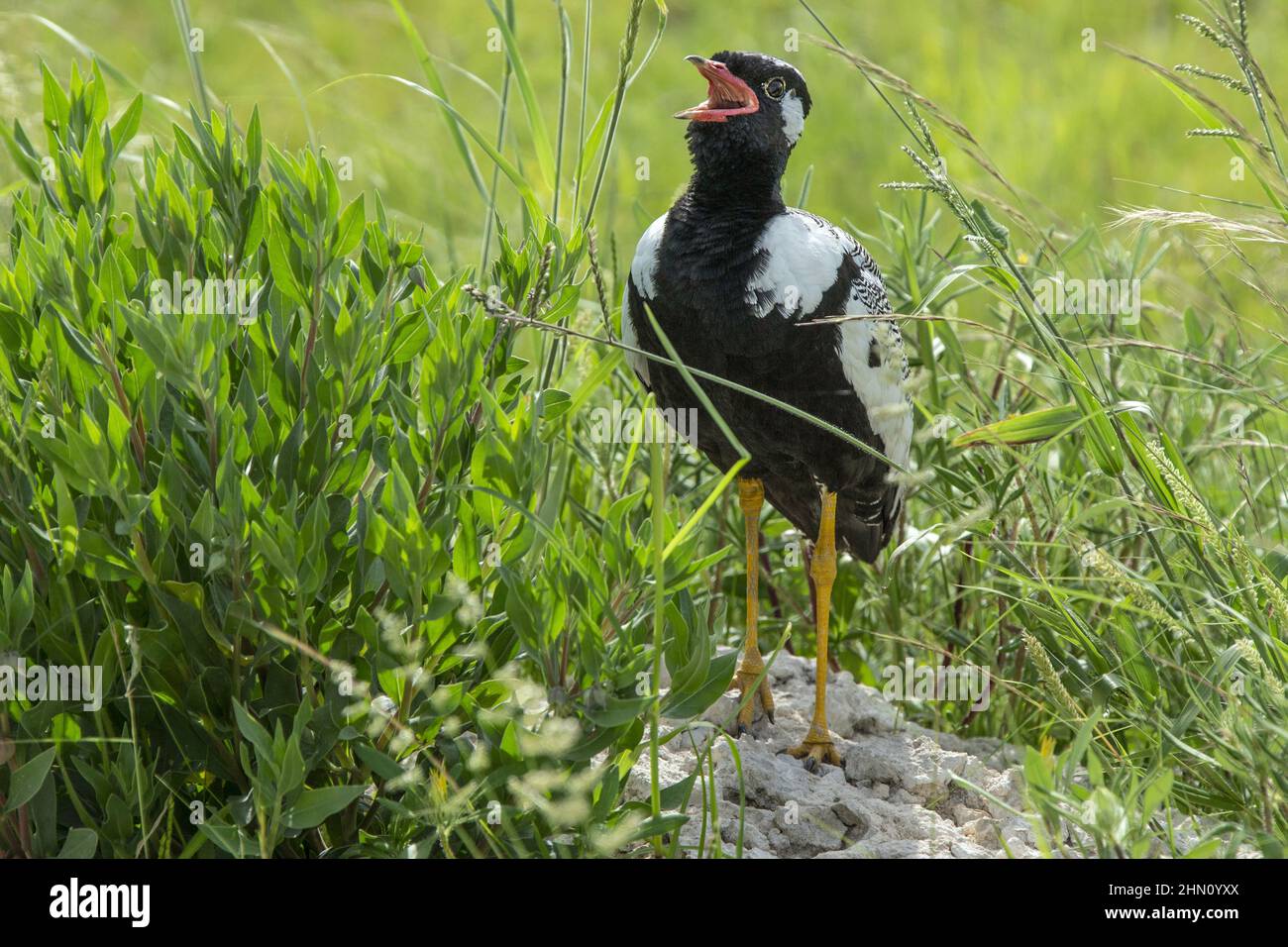 Ein männlicher schwarzer Korhaan aus dem Norden verkündet lautstark sein Territorium von einem Termitenhügel aus. Stockfoto