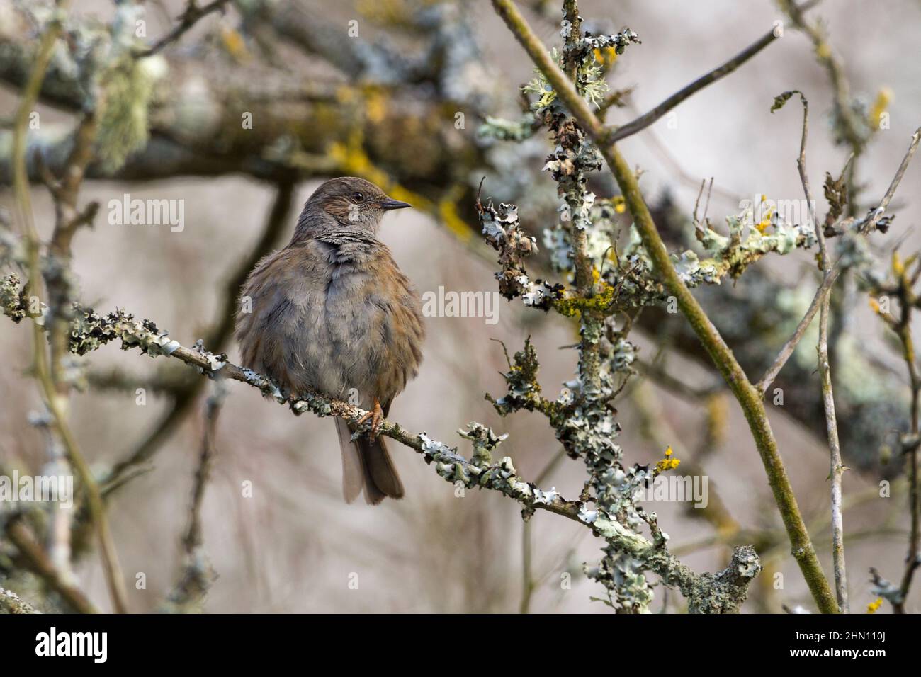 Dunnock Prunella modulais kastanienbraun hinten blau grau Unterteile gestreift Flanken und Nadel wie Bill nach der Pflege auf hohem Barsch flauschig Stockfoto