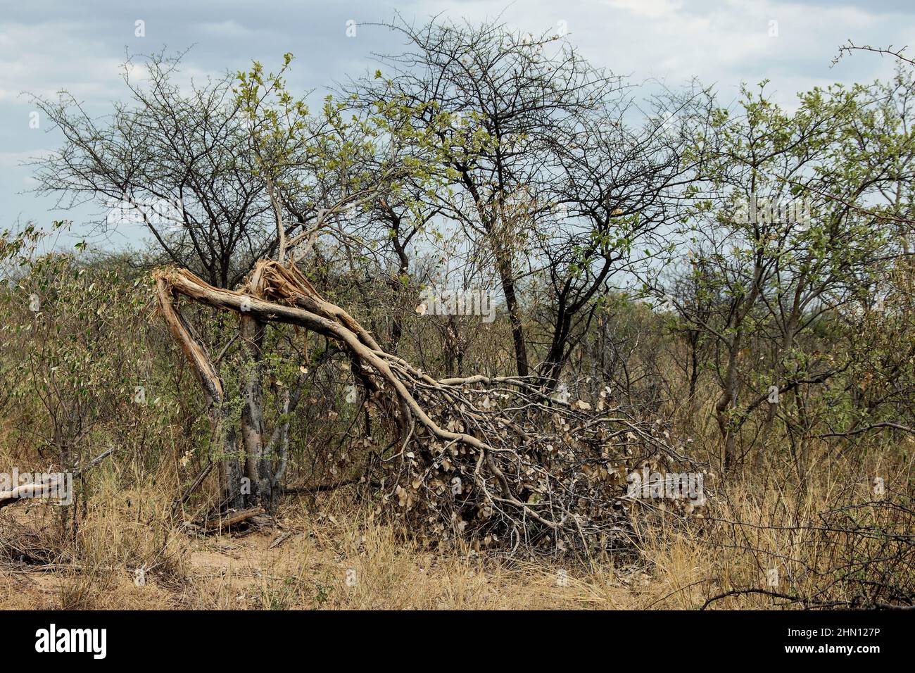Baum von einem Elefanten zerbrochen. Stockfoto