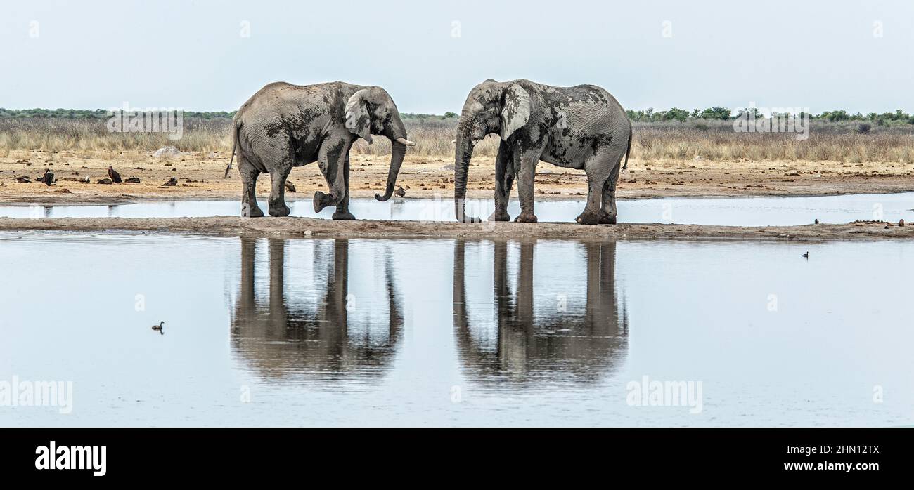 Zwei Elefanten treffen sich auf einem schmalen Landstreifen über einem See. Stockfoto