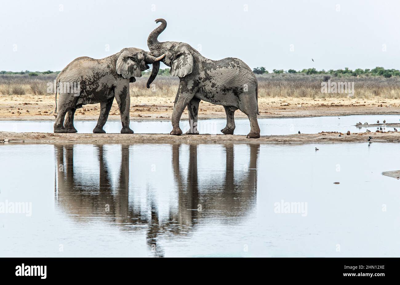 Zwei Elefanten treffen sich und kämpfen um die Vorherrschaft auf einem schmalen Landstreifen über einem See. Stockfoto